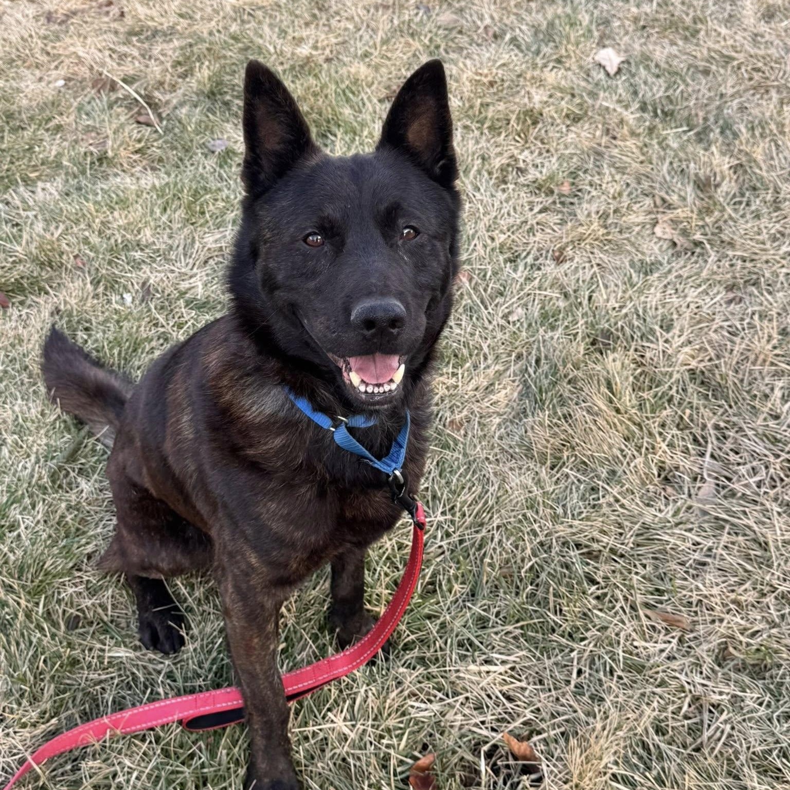 Enlarge Dewey, a ADOPTABLE Shepherd in Valparaiso, IN image 5/5