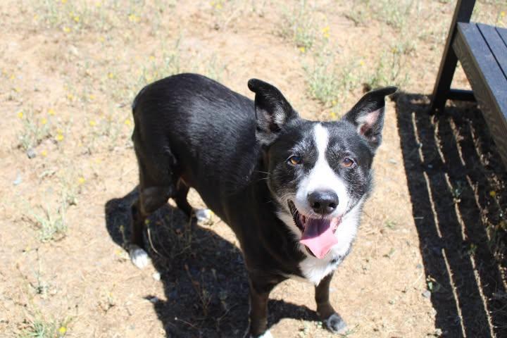 Pops, ADOPTABLE, Senior Male Border Collie.