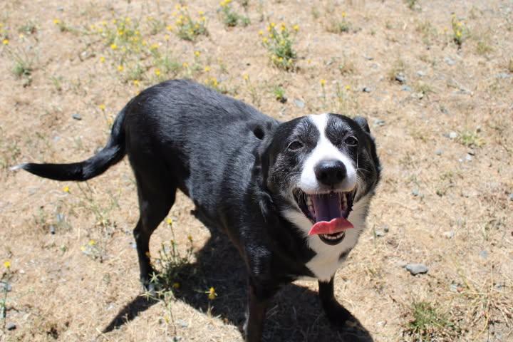 Pops, a ADOPTABLE mixed breed in Weaverville, CA image 2/2