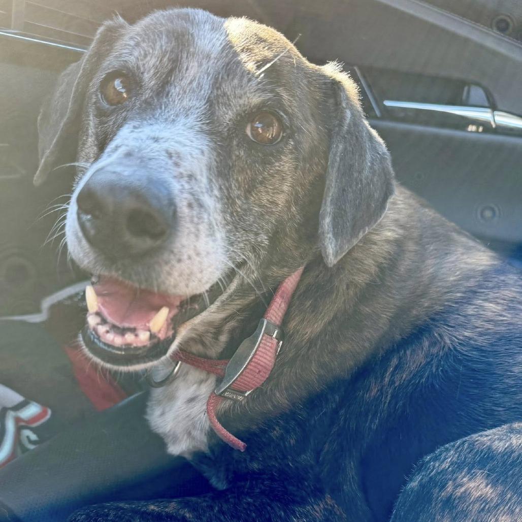 Jill, a Adoptable Labrador Retriever in Sonoma, CA image 1/5