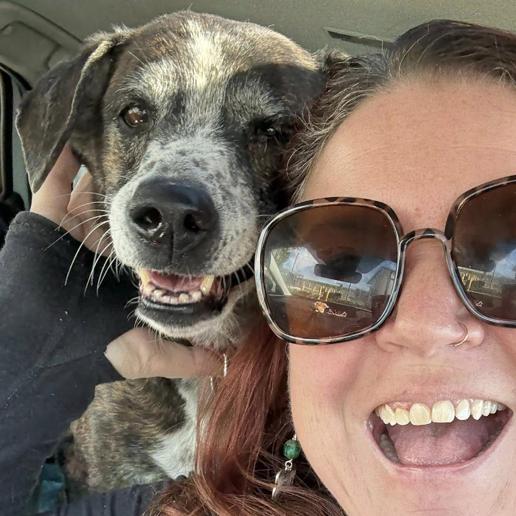 Jill, a Adoptable Labrador Retriever in Sonoma, CA image 2/5