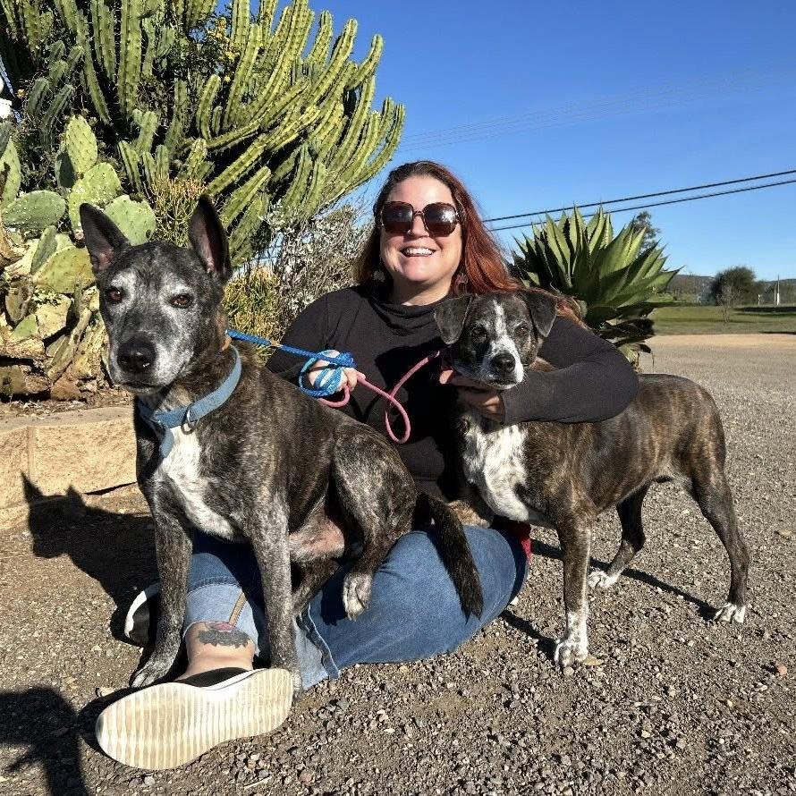 Jill, a Adoptable Labrador Retriever in Sonoma, CA image 3/5