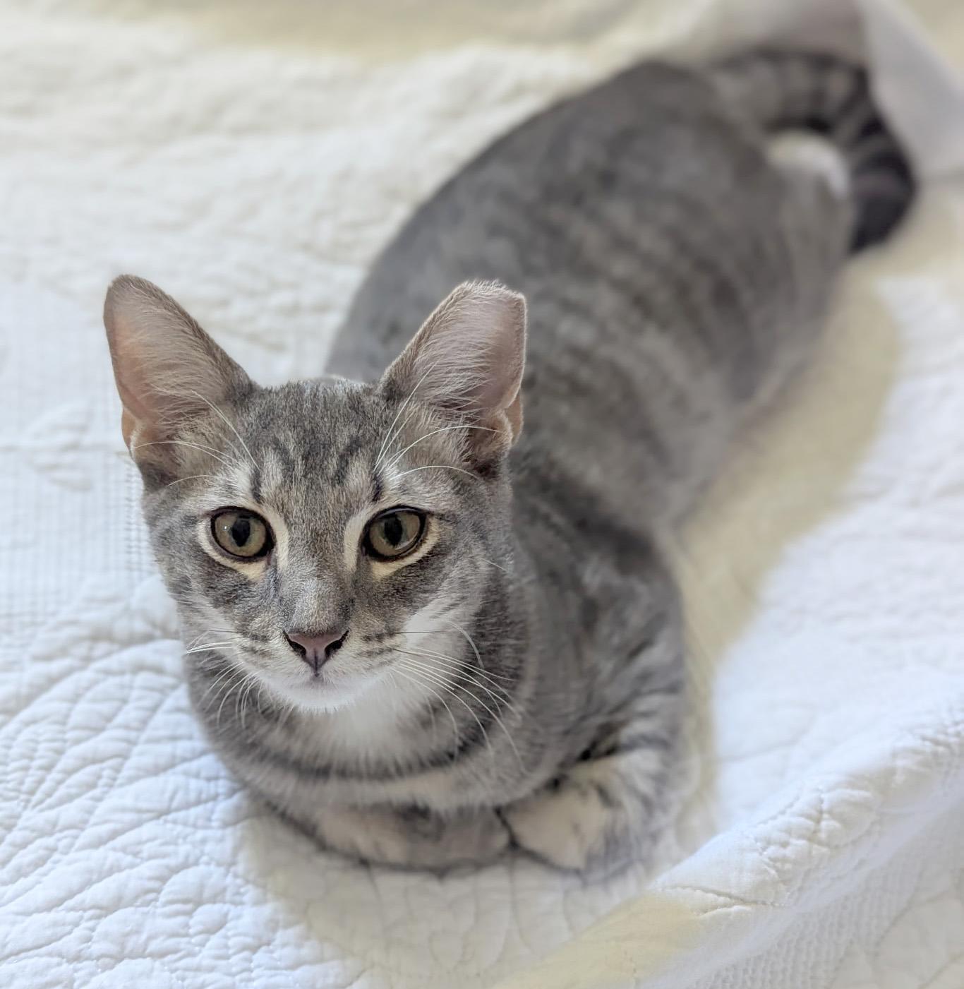 Compass, an adoptable Silver, Tabby in Hilton Head Island, SC, 29926 | Photo Image 4