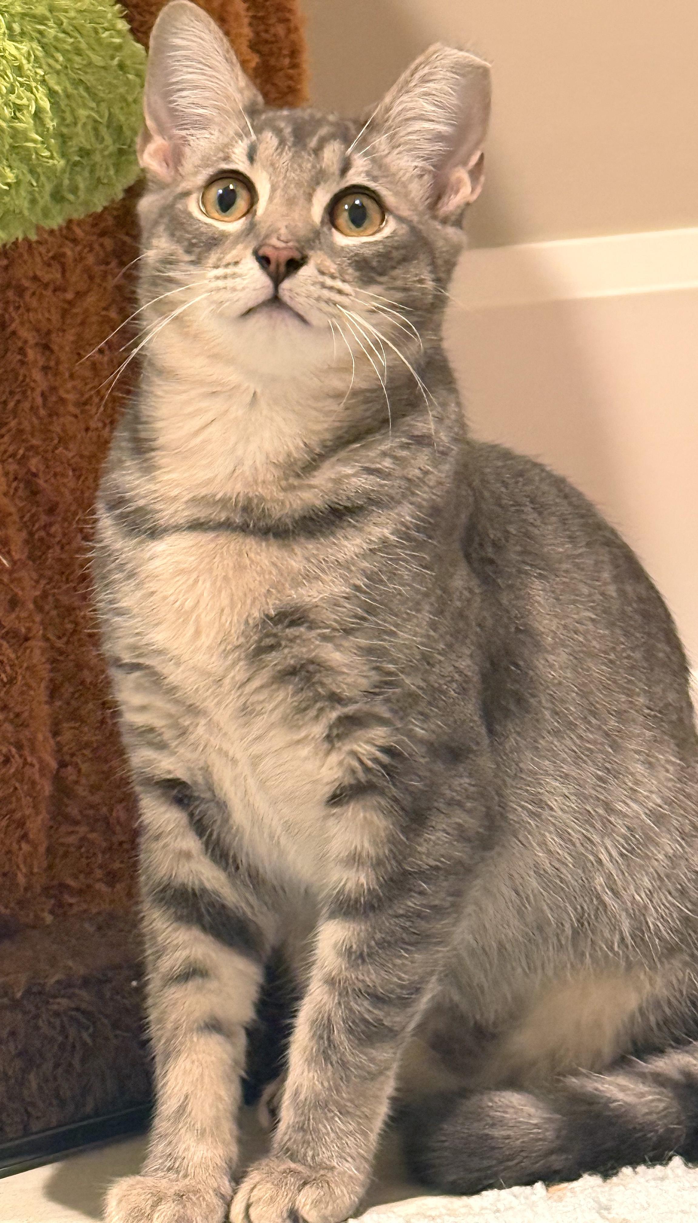 Compass, an adoptable Silver, Tabby in Hilton Head Island, SC, 29926 | Photo Image 3
