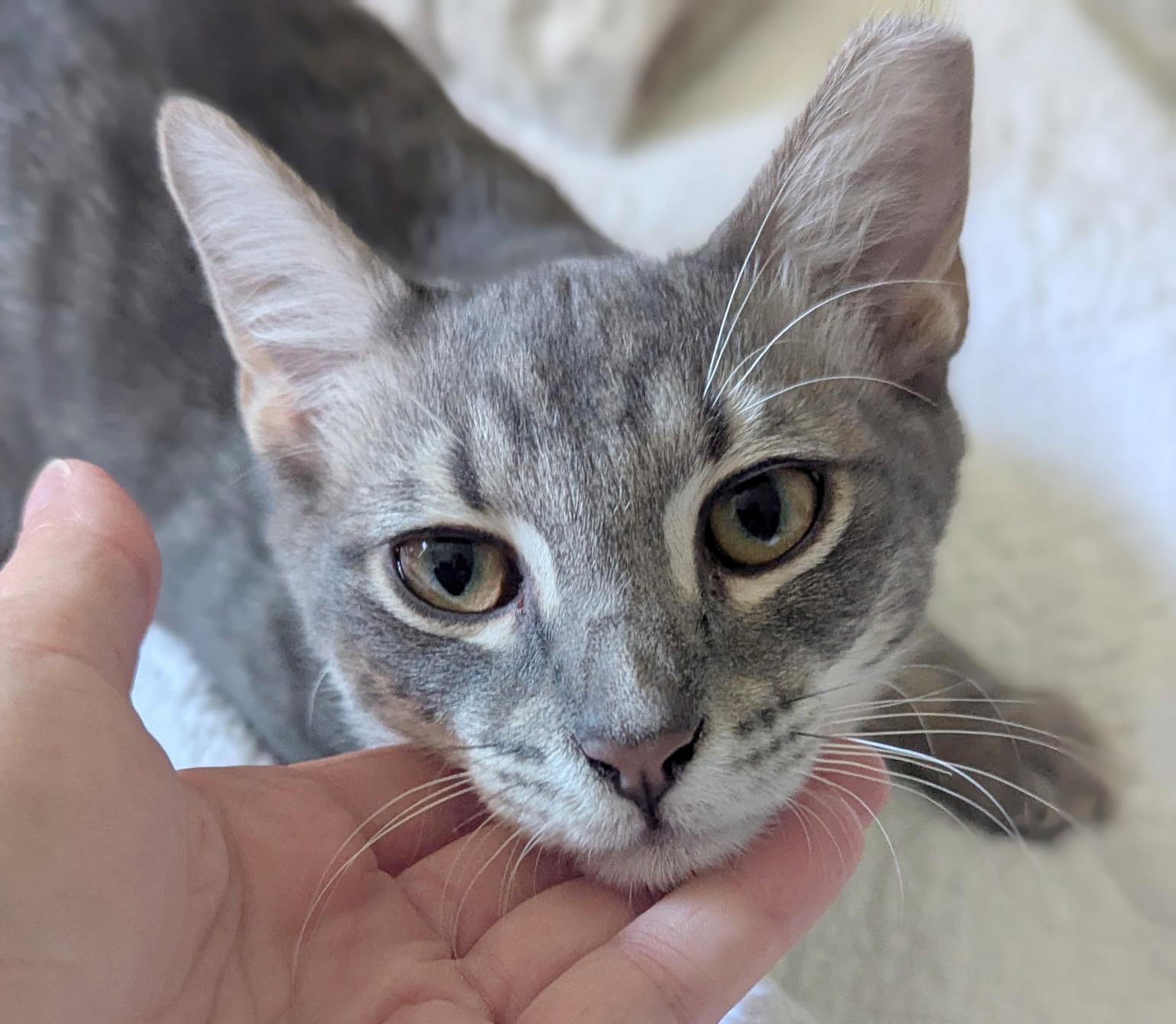 Compass, an adoptable Silver, Tabby in Hilton Head Island, SC, 29926 | Photo Image 1