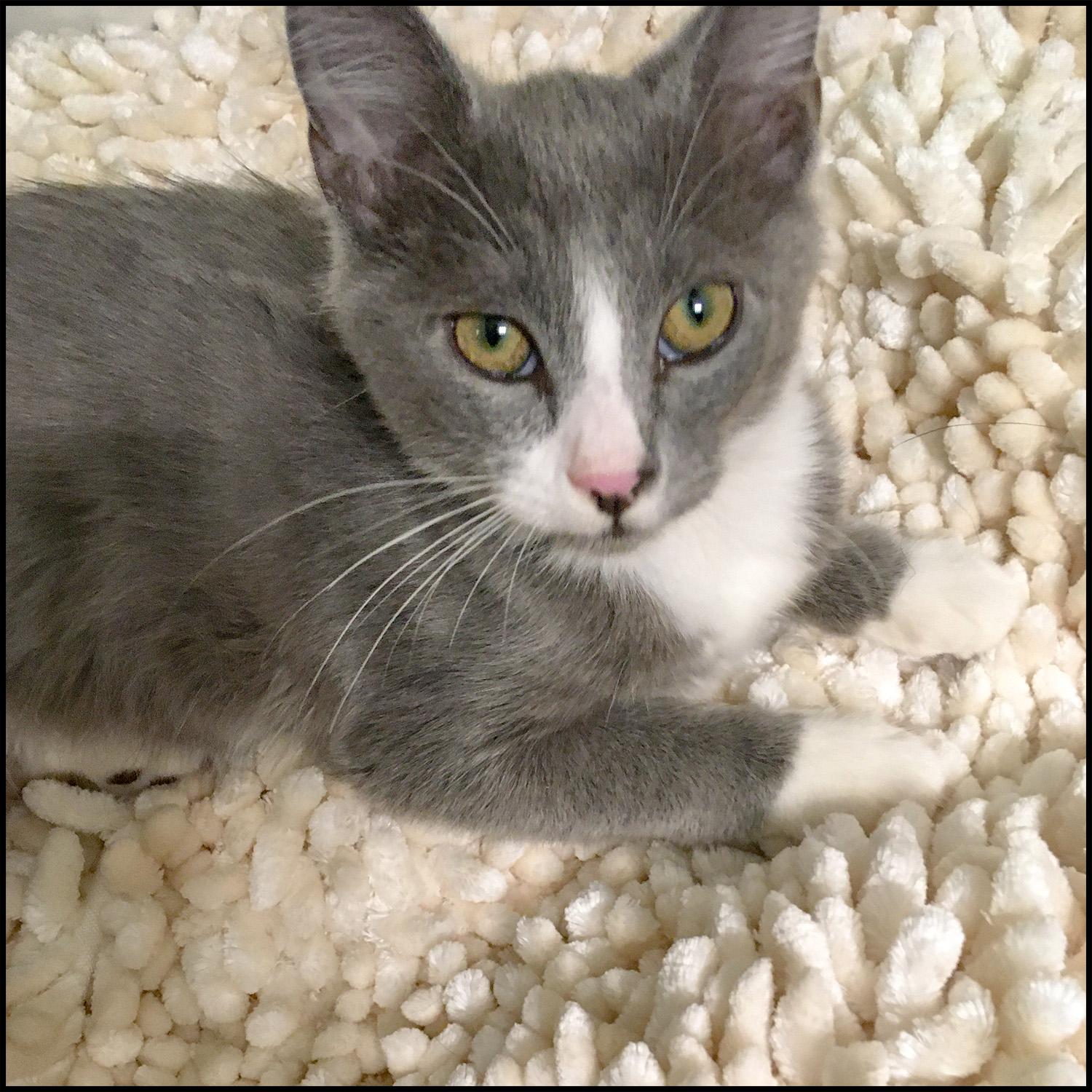 Alister, a Adoptable mixed breed in Roswell, GA image 1/4