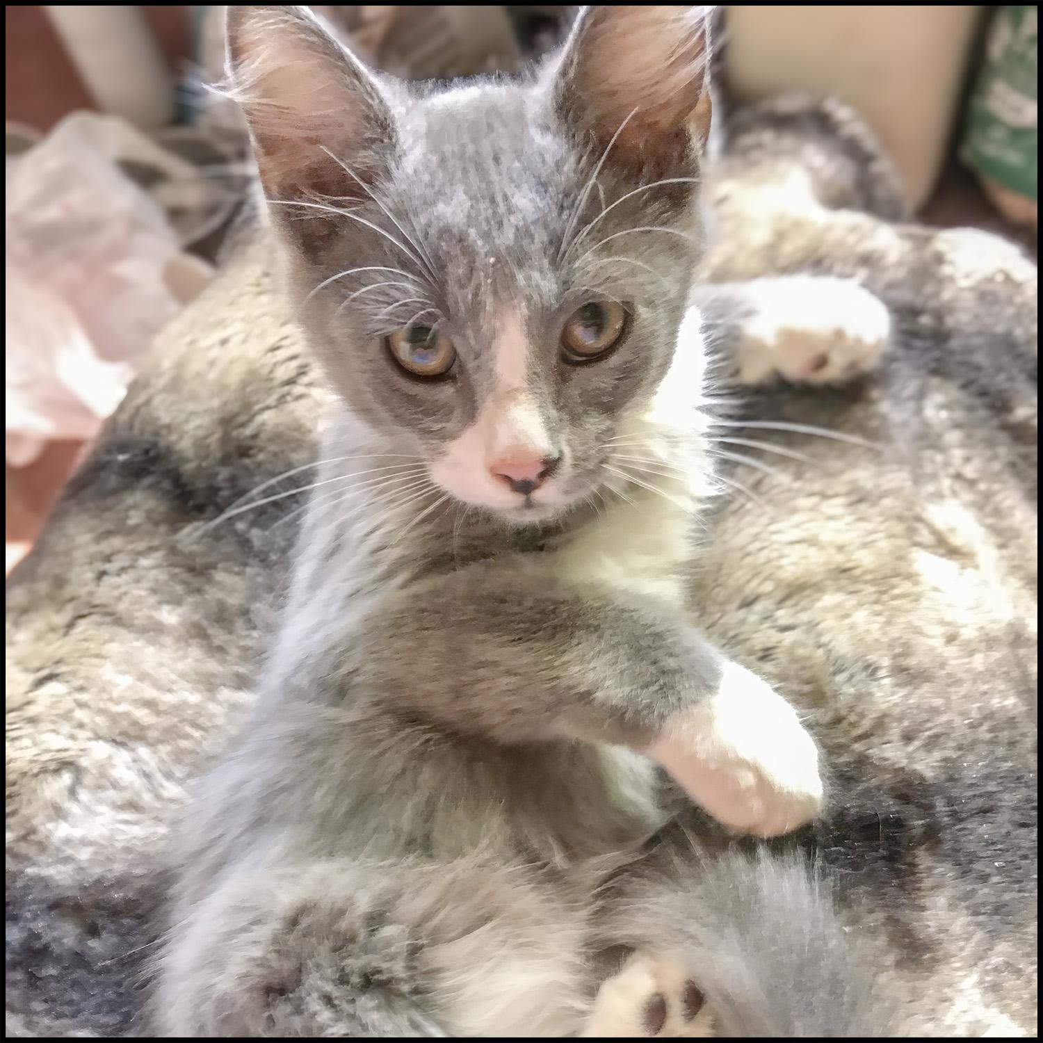 Alister, a Adoptable mixed breed in Roswell, GA image 2/4