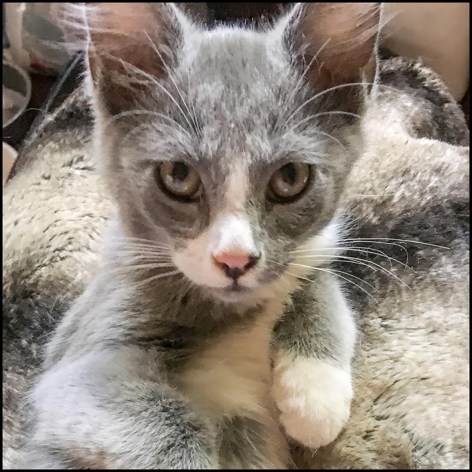 Alister, a Adoptable mixed breed in Roswell, GA image 3/4