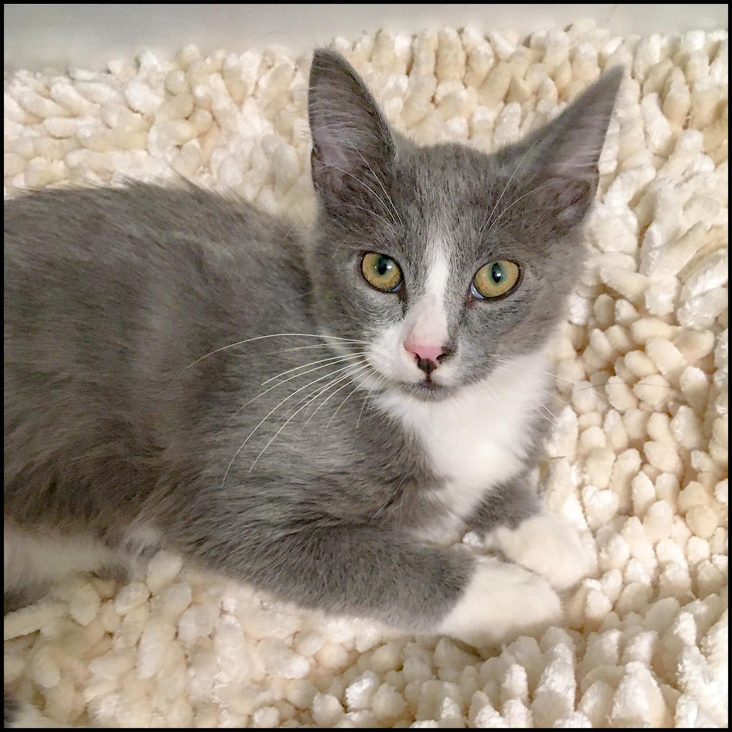 Alister, a Adoptable mixed breed in Roswell, GA image 4/4