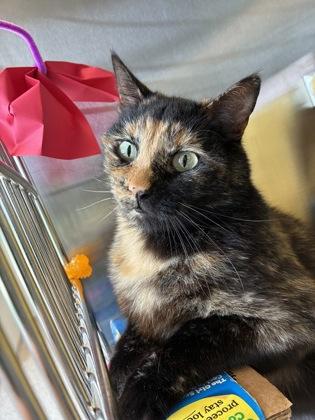 Good Luck!, Adoptable, Adult Female Domestic Short Hair.