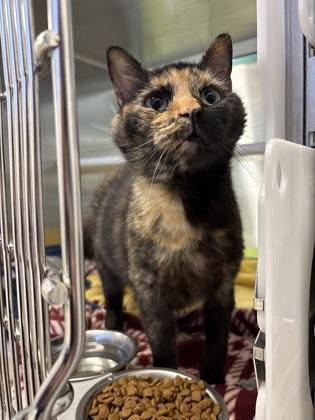 Enlarge Good Luck!, a Adoptable mixed breed in Kansas City, MO image 2/3
