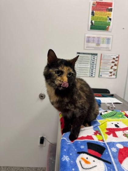 Enlarge Good Luck!, a Adoptable mixed breed in Kansas City, MO image 3/3