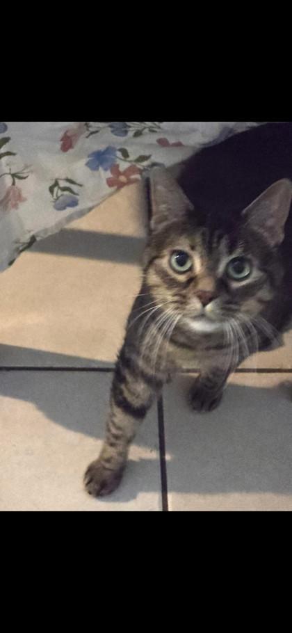 Pepper, Adoptable, Senior Female Domestic Short Hair & Domestic Short Hair.