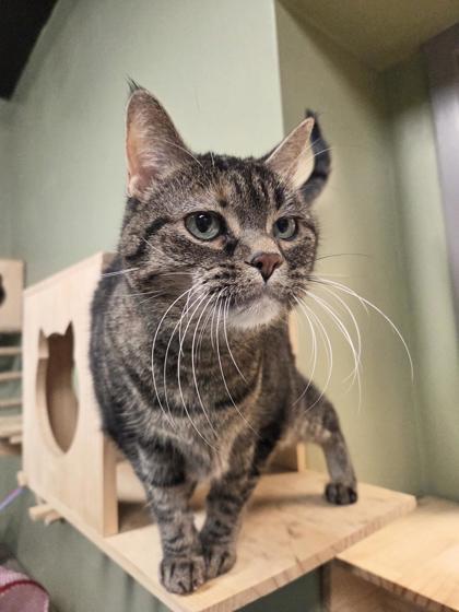 Enlarge Pepper, a Adoptable mixed breed in South Bend, IN image 2/2