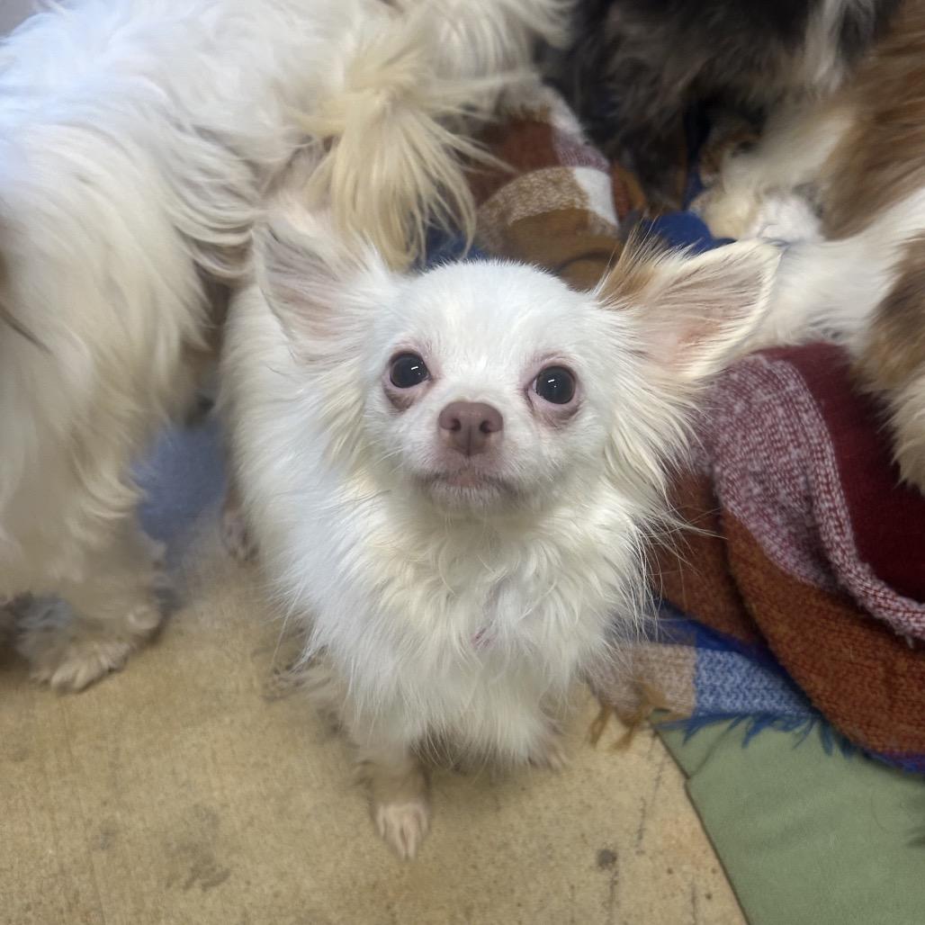 Fancy — thumbnail 2