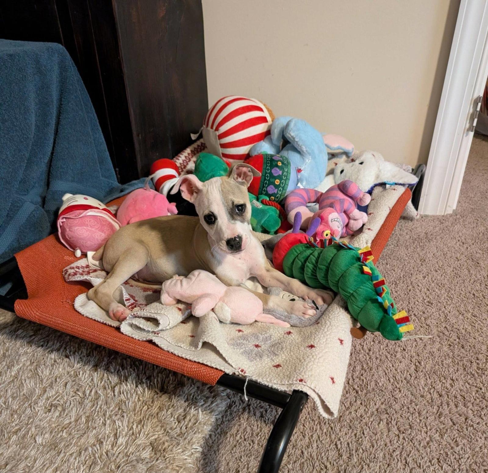 Guava, Adopted, Puppy Female Pit Bull Terrier & Chihuahua.