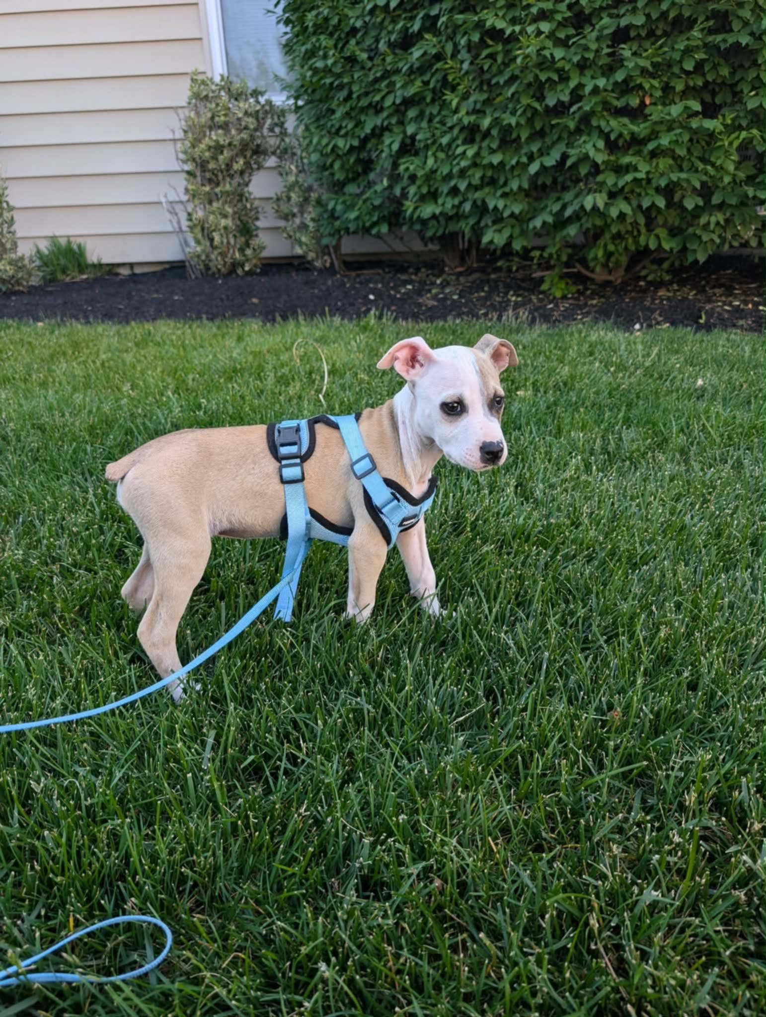 Guava, a Adopted mixed breed in Catasauqua, PA image 3/3