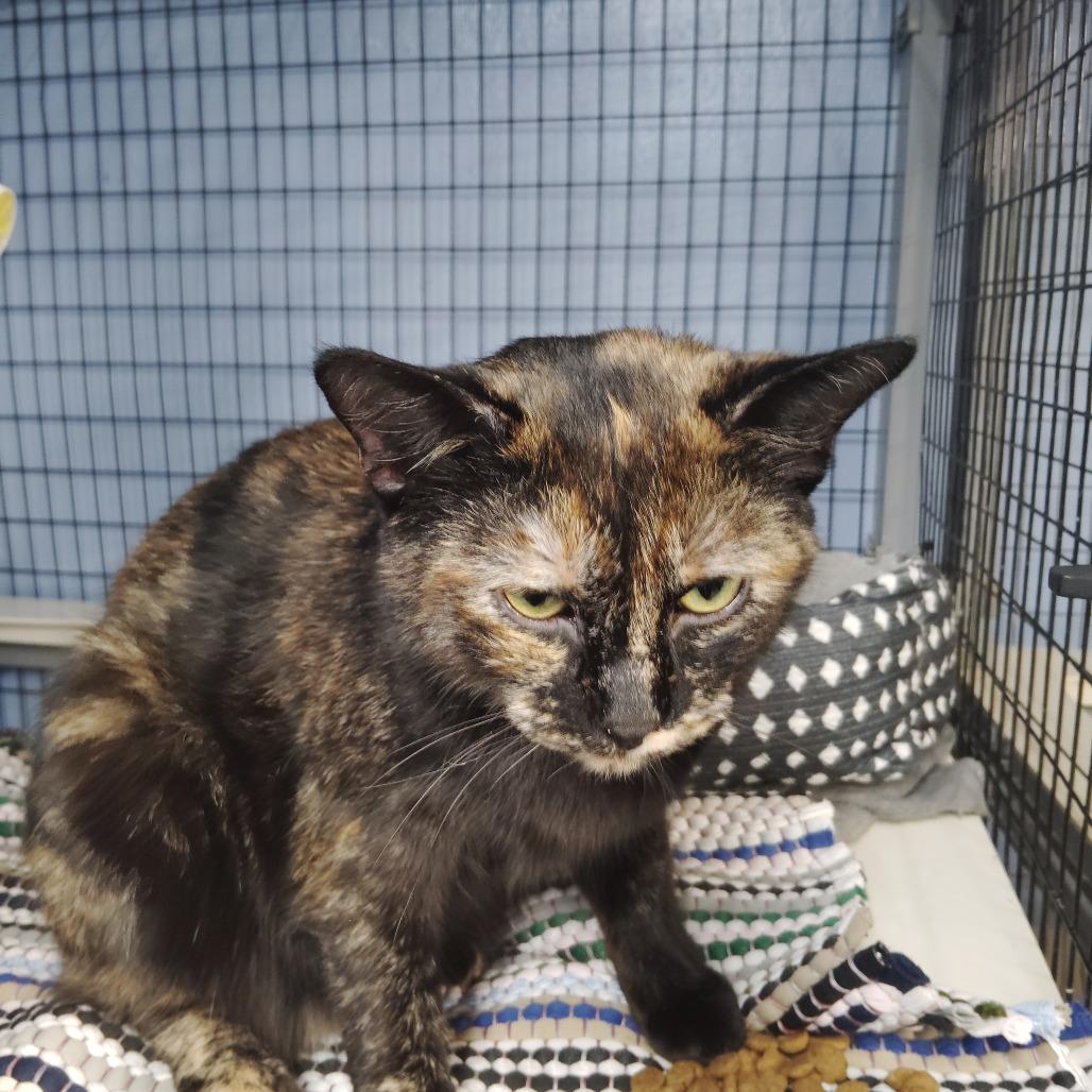 Charlotte, Adoptable, Adult Female Domestic Short Hair.