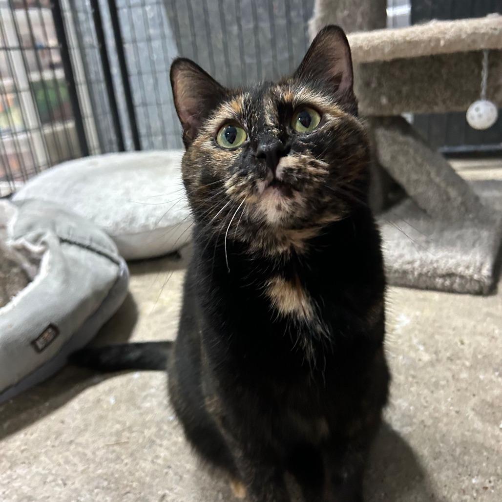 Charlotte, Adoptable, Adult Female Domestic Short Hair.