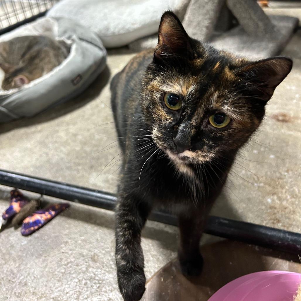 Enlarge Charlotte, a Adoptable Domestic Short Hair in Tipton, IA image 2/2