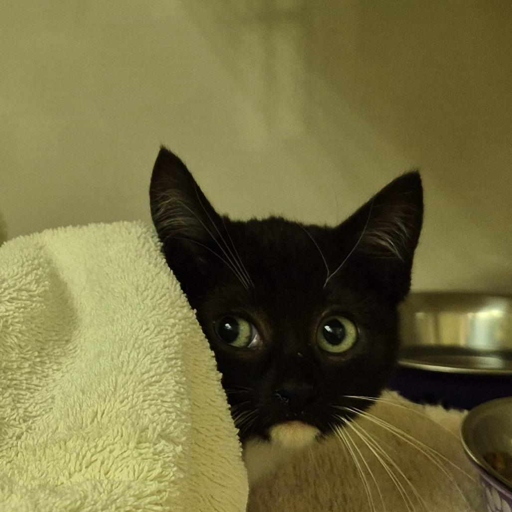 Eris, Adoptable, Kitten Female Domestic Short Hair.