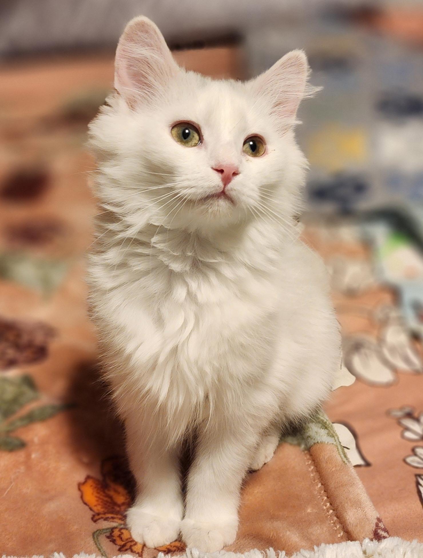 Lulu, Adoptable, Kitten Female Domestic Long Hair.