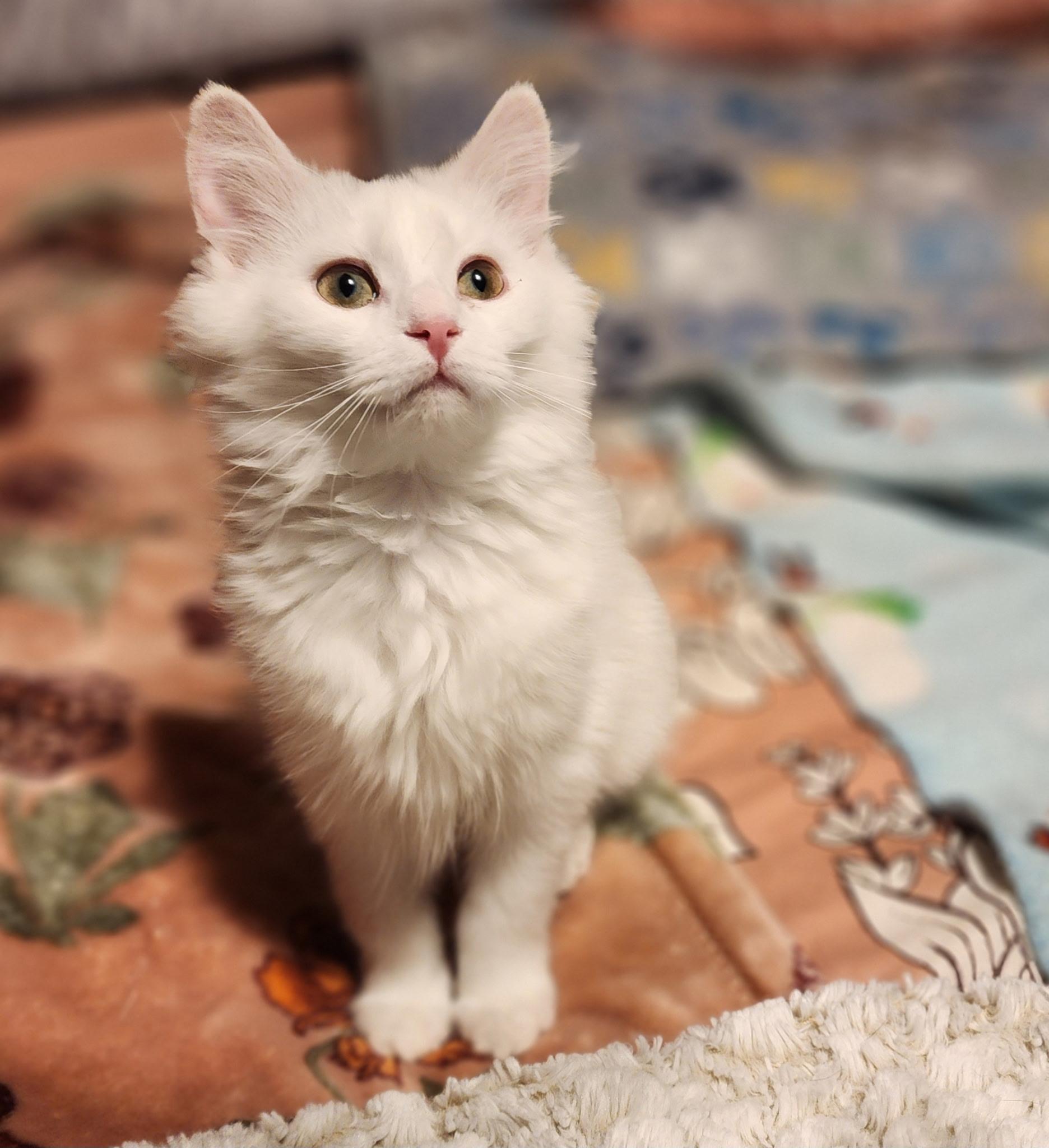 Enlarge Lulu, a Adoptable Domestic Long Hair in Greenwood, IN image 2/3