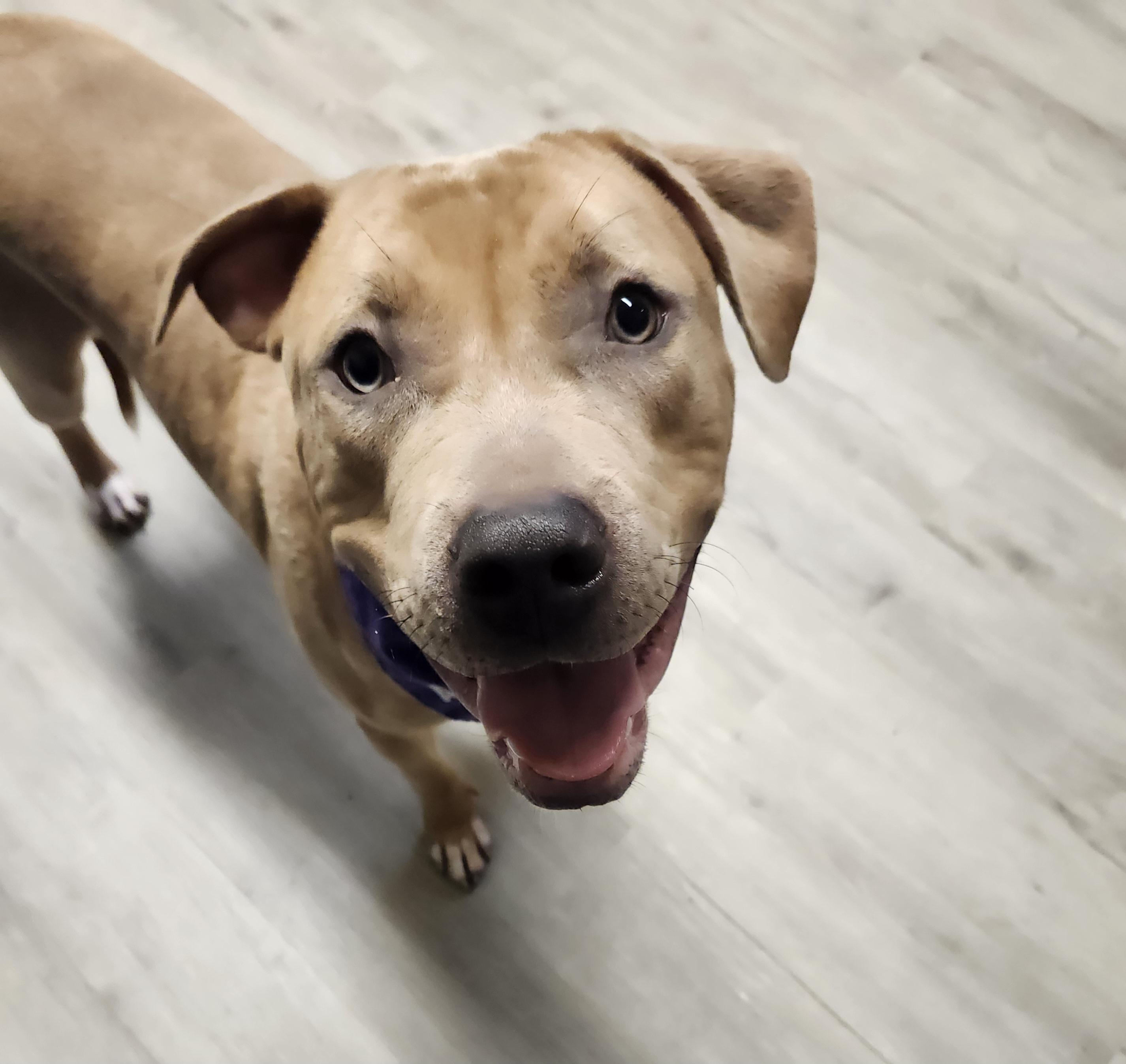 Enlarge Zurg (Prison Program), a Adoptable mixed breed in Mansfield, OH image 2/4