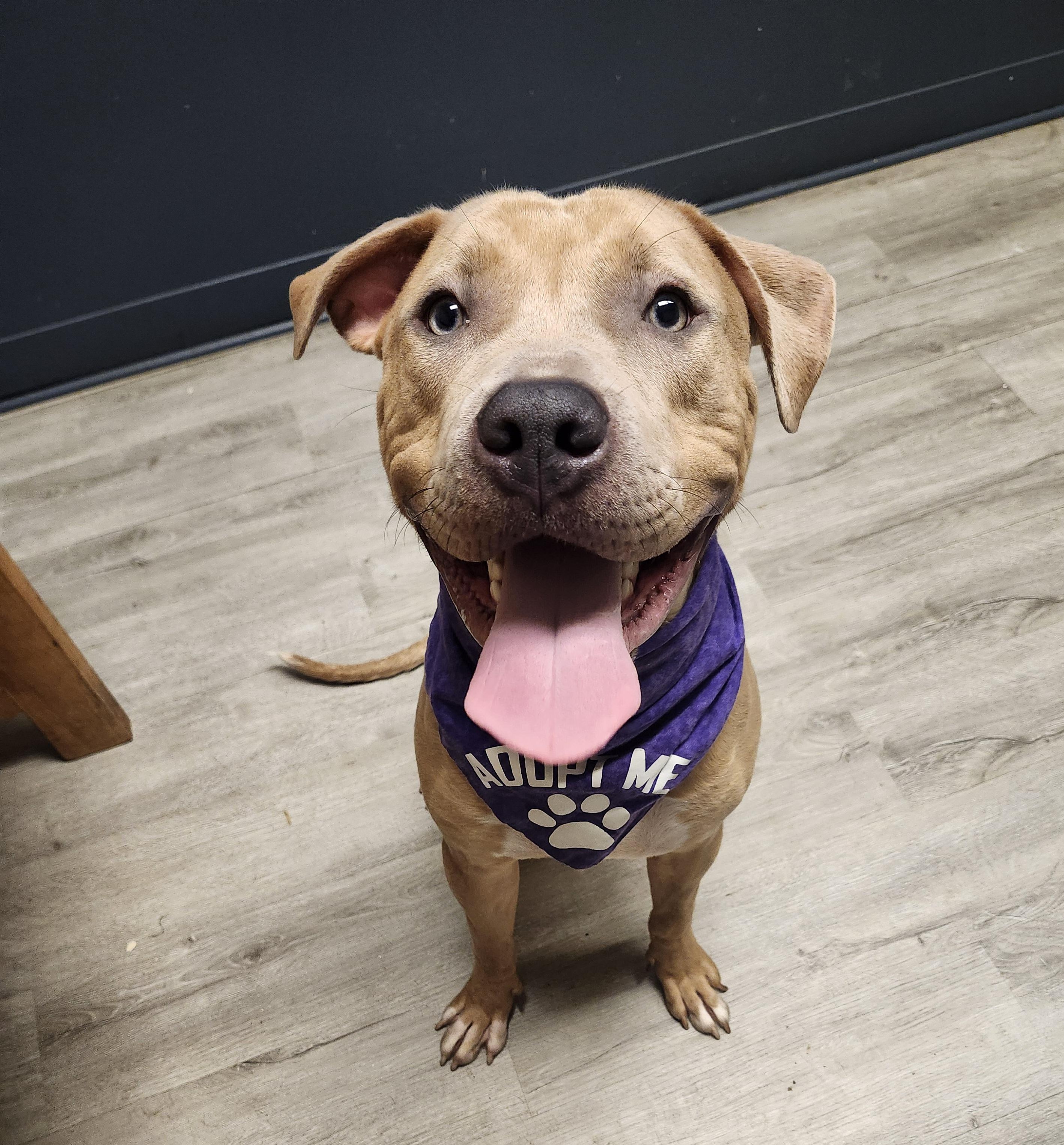 Zurg (Prison Program), Adoptable, Young Male Pit Bull Terrier & Retriever.