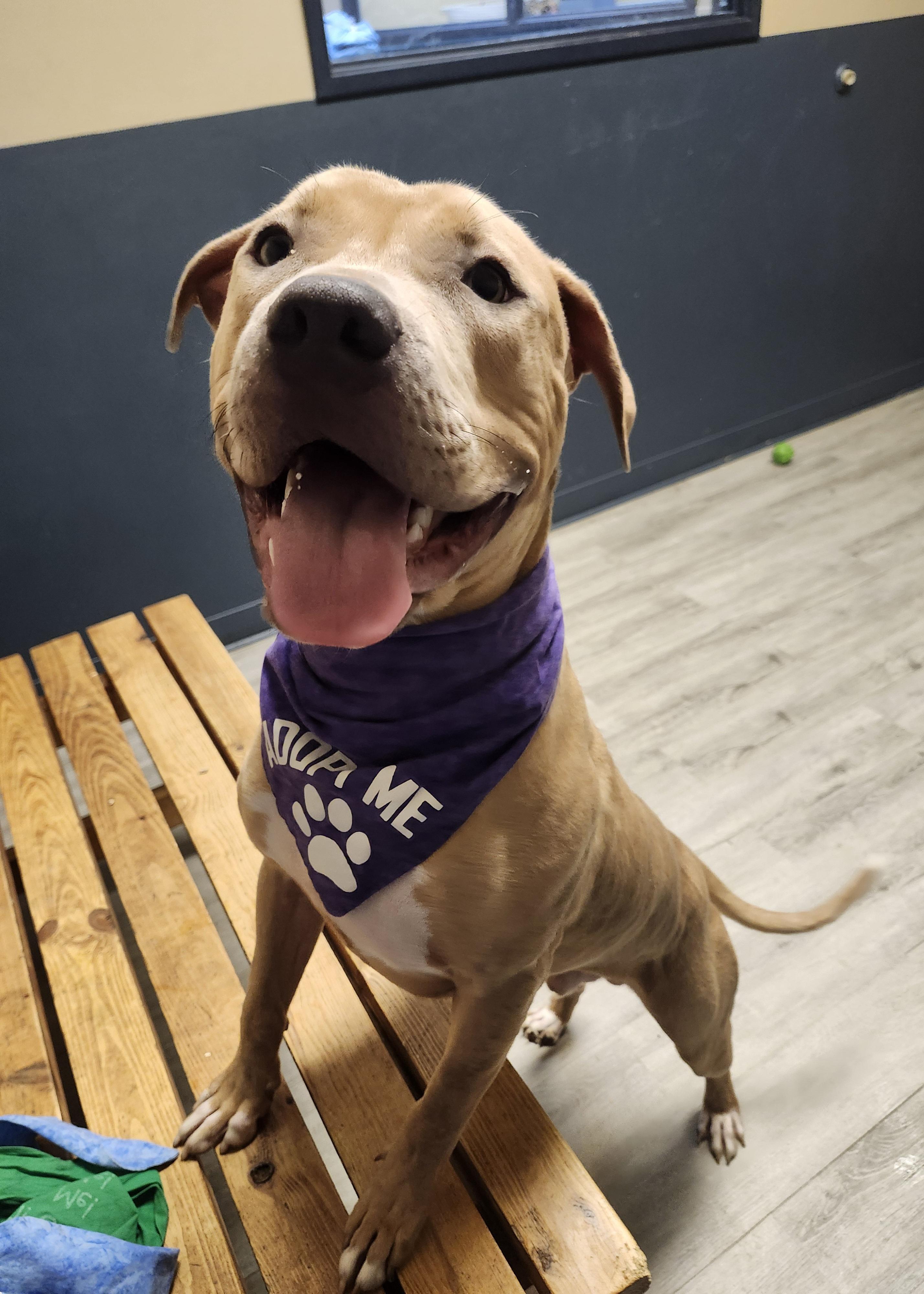 Enlarge Zurg (Prison Program), a Adoptable mixed breed in Mansfield, OH image 4/4