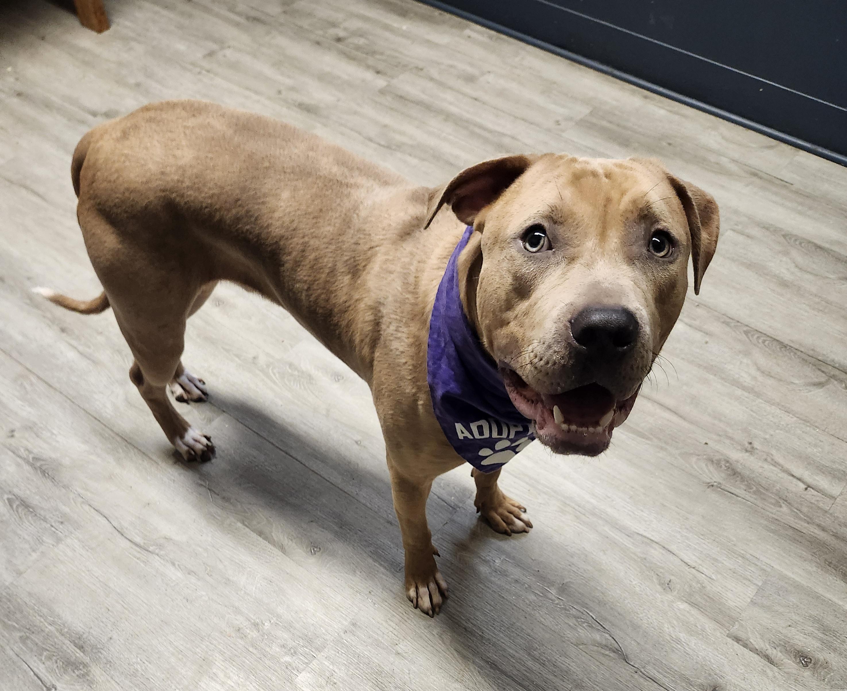 Enlarge Zurg (Prison Program), a Adoptable mixed breed in Mansfield, OH image 3/4