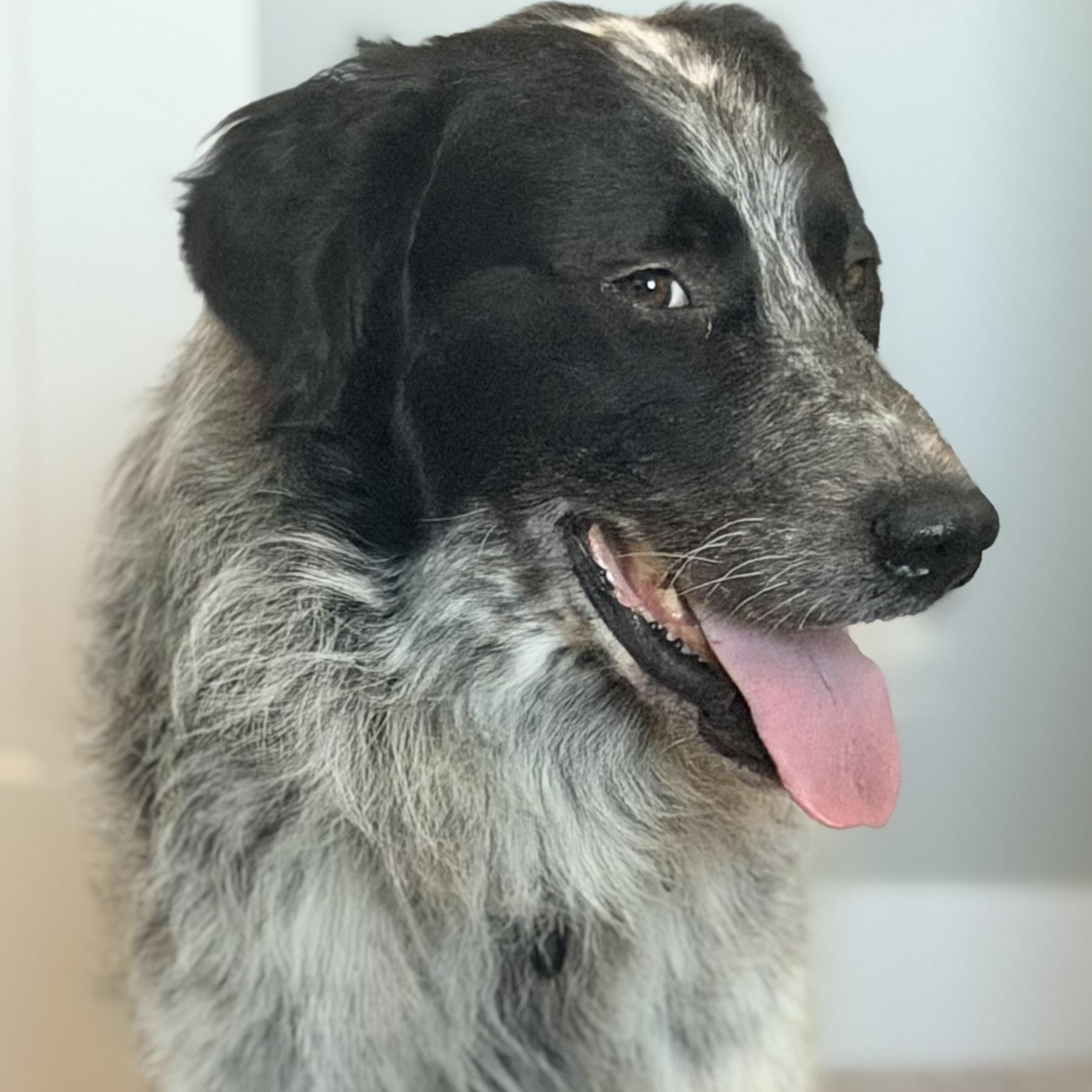 Enlarge Stewart P, an adoptable Great Pyrenees in Atlanta, GA image 6/6