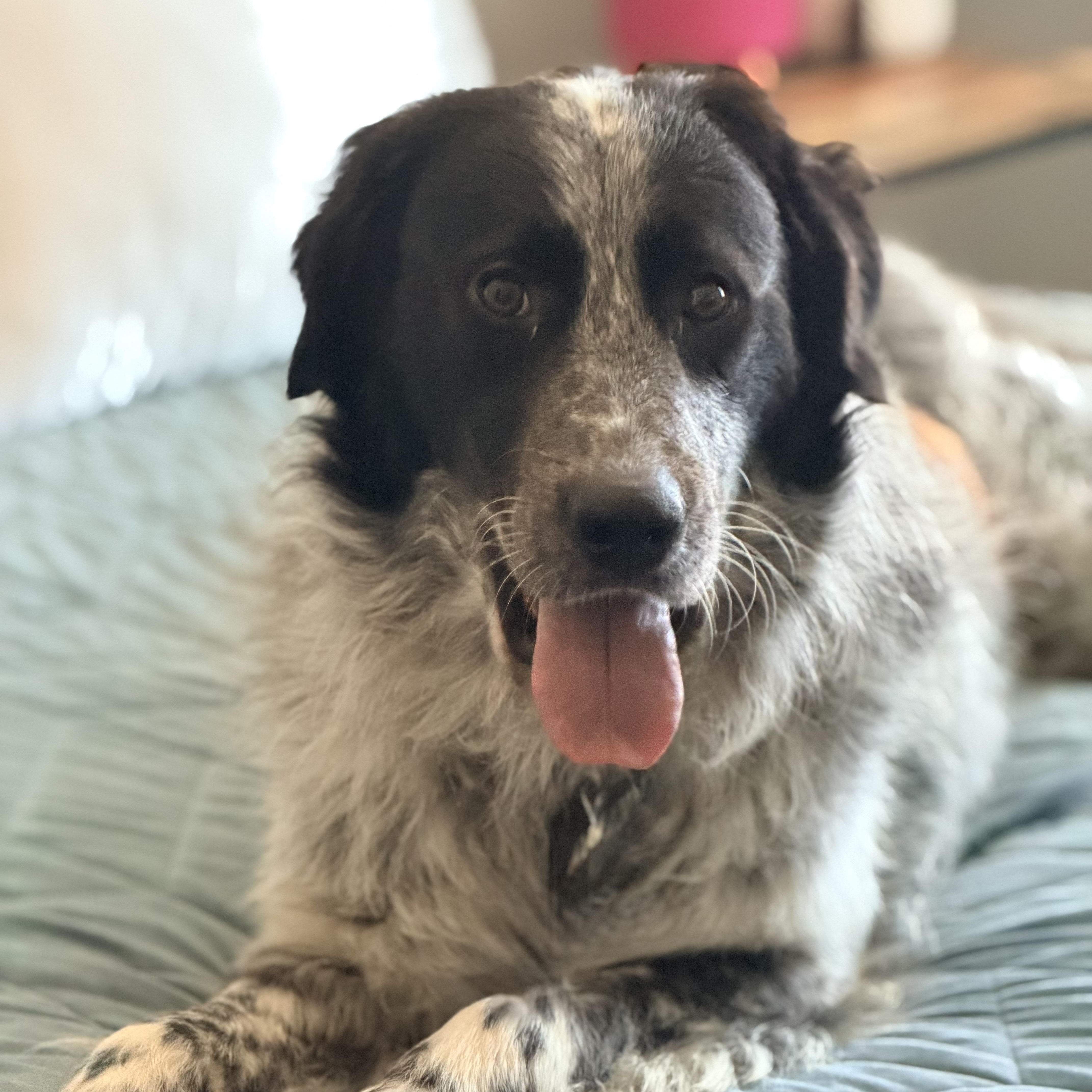 Enlarge Stewart P, an adoptable Great Pyrenees in Atlanta, GA image 3/6