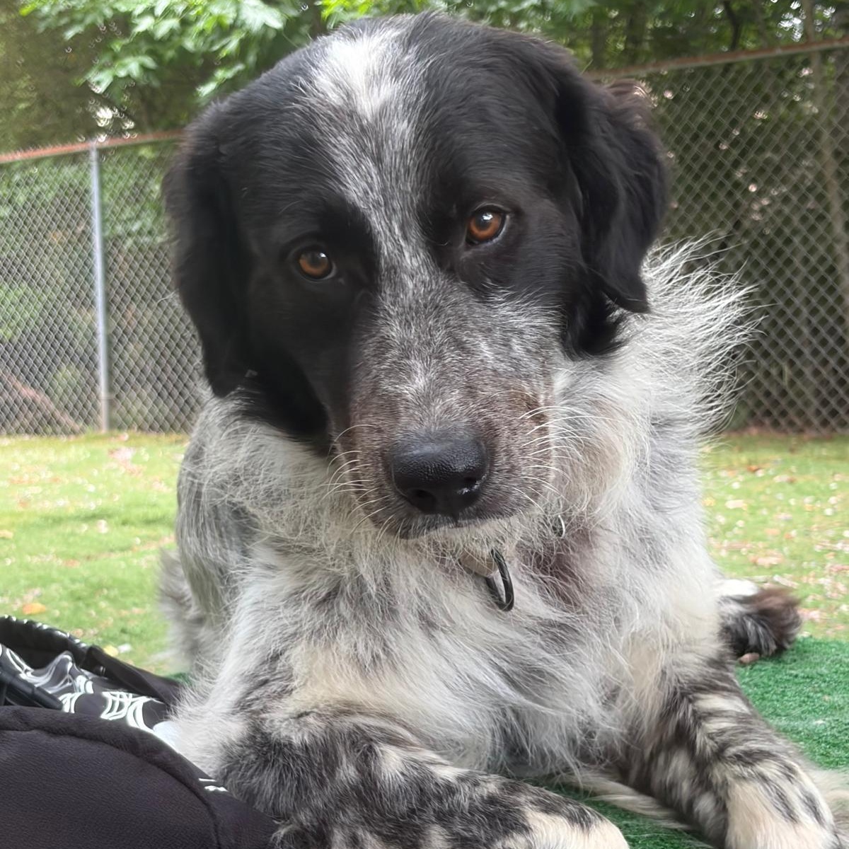 Enlarge Stewart P, an adoptable Great Pyrenees in Atlanta, GA image 2/6