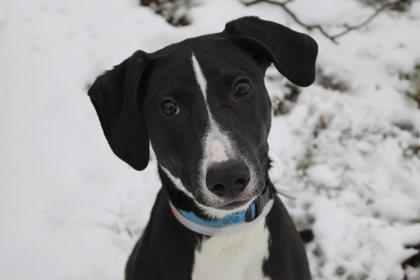 Clef, Adoptable, Adult Male Pointer & Mixed Breed.