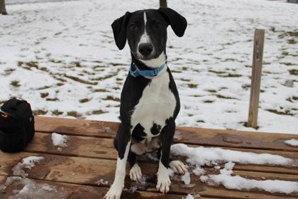 Clef, Adoptable, Adult Male Pointer & Mixed Breed.
