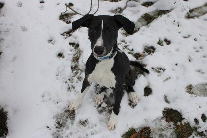 Enlarge Clef, a Adoptable mixed breed in Kansas City, MO image 2/2