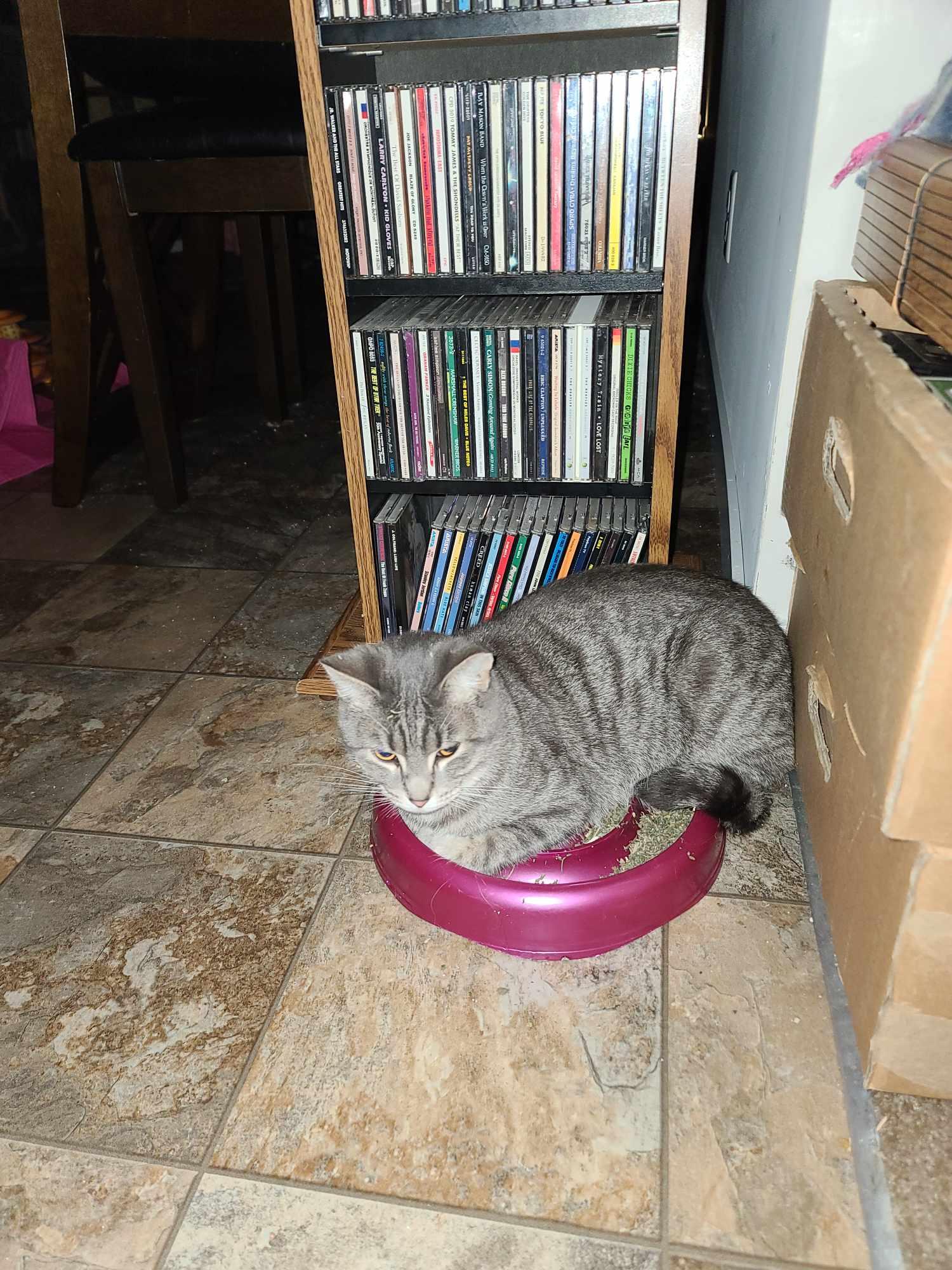 Gracie, a Adoptable mixed breed in Milford, MI image 1/4