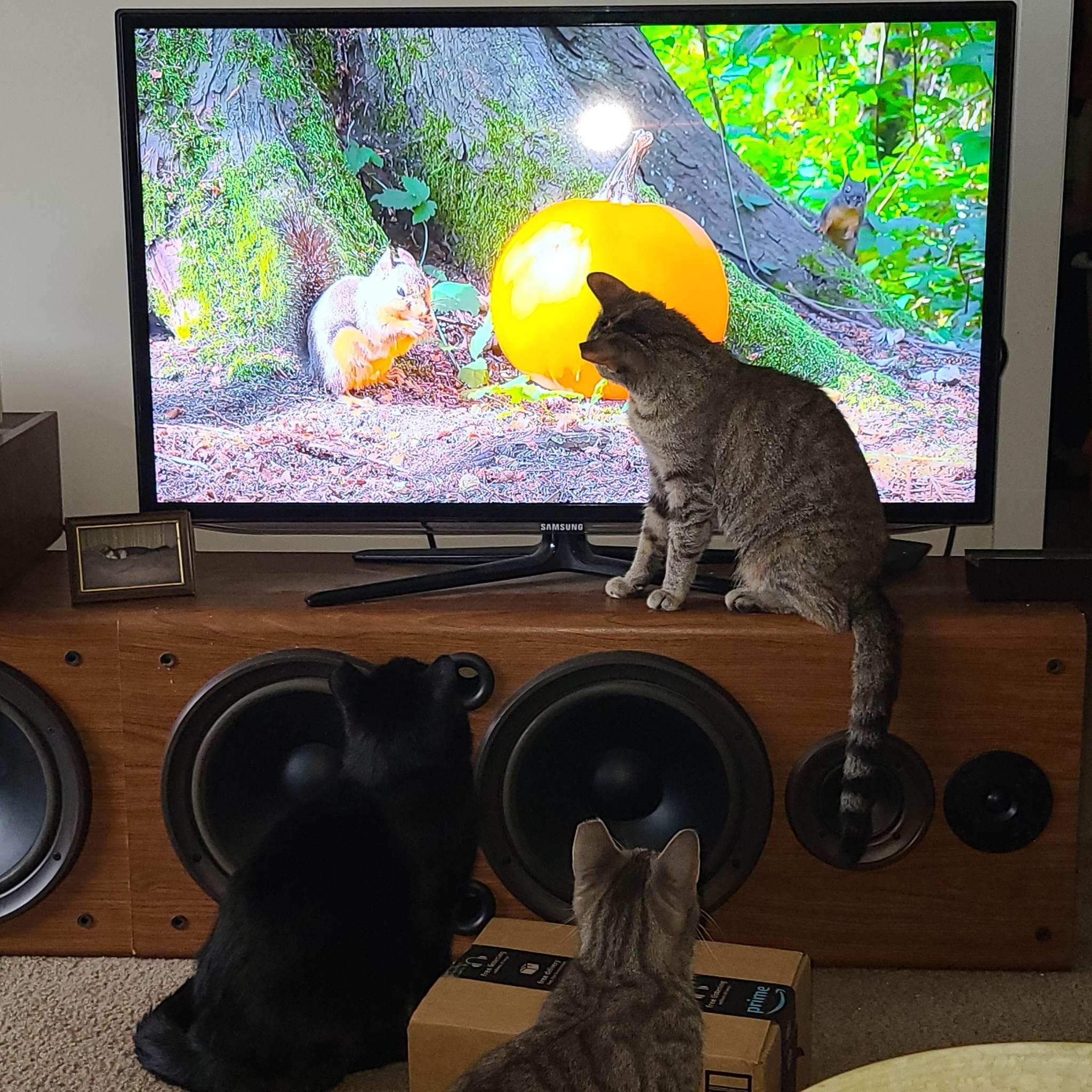 Gracie, a Adoptable mixed breed in Milford, MI image 2/4