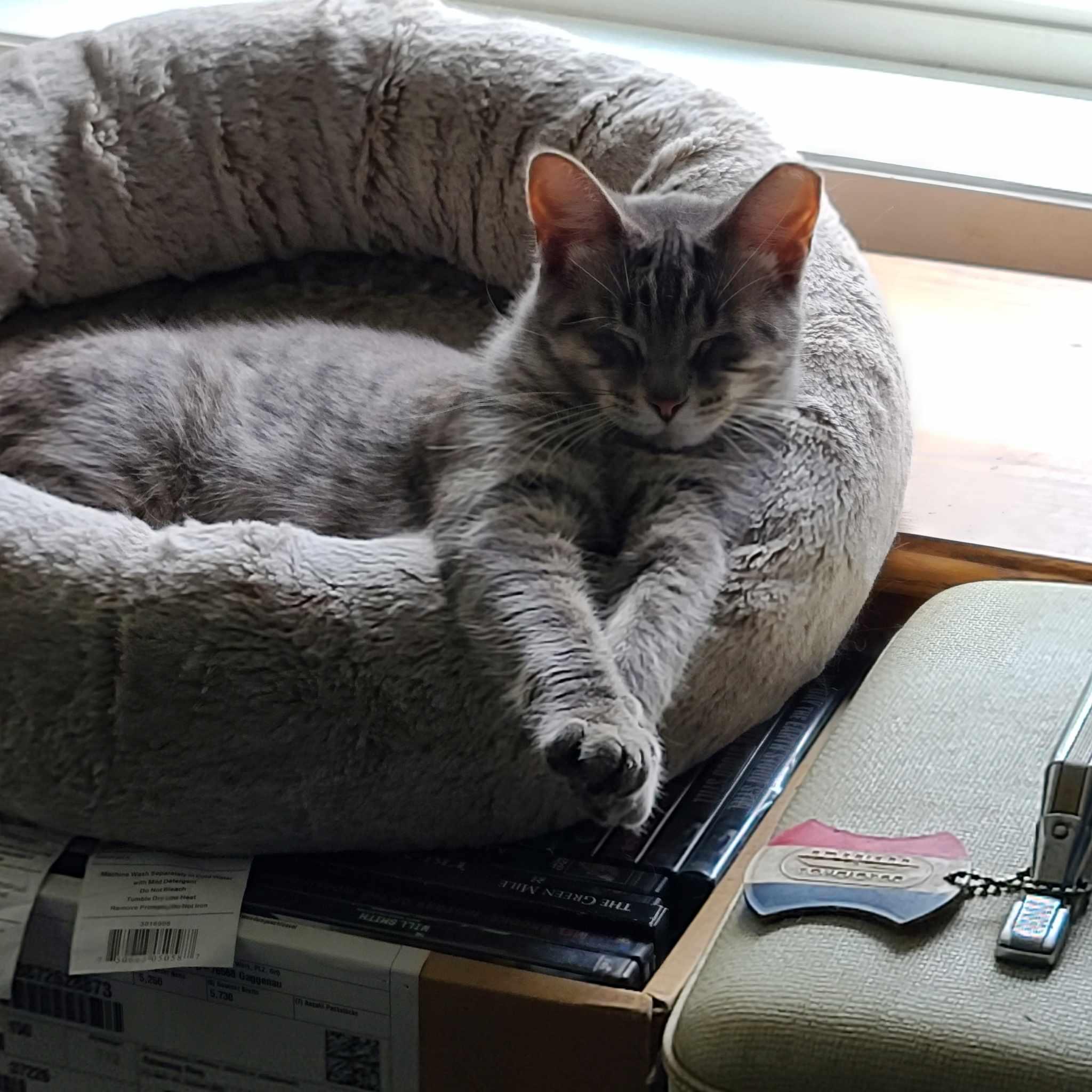 Gracie, a Adoptable mixed breed in Milford, MI image 3/4