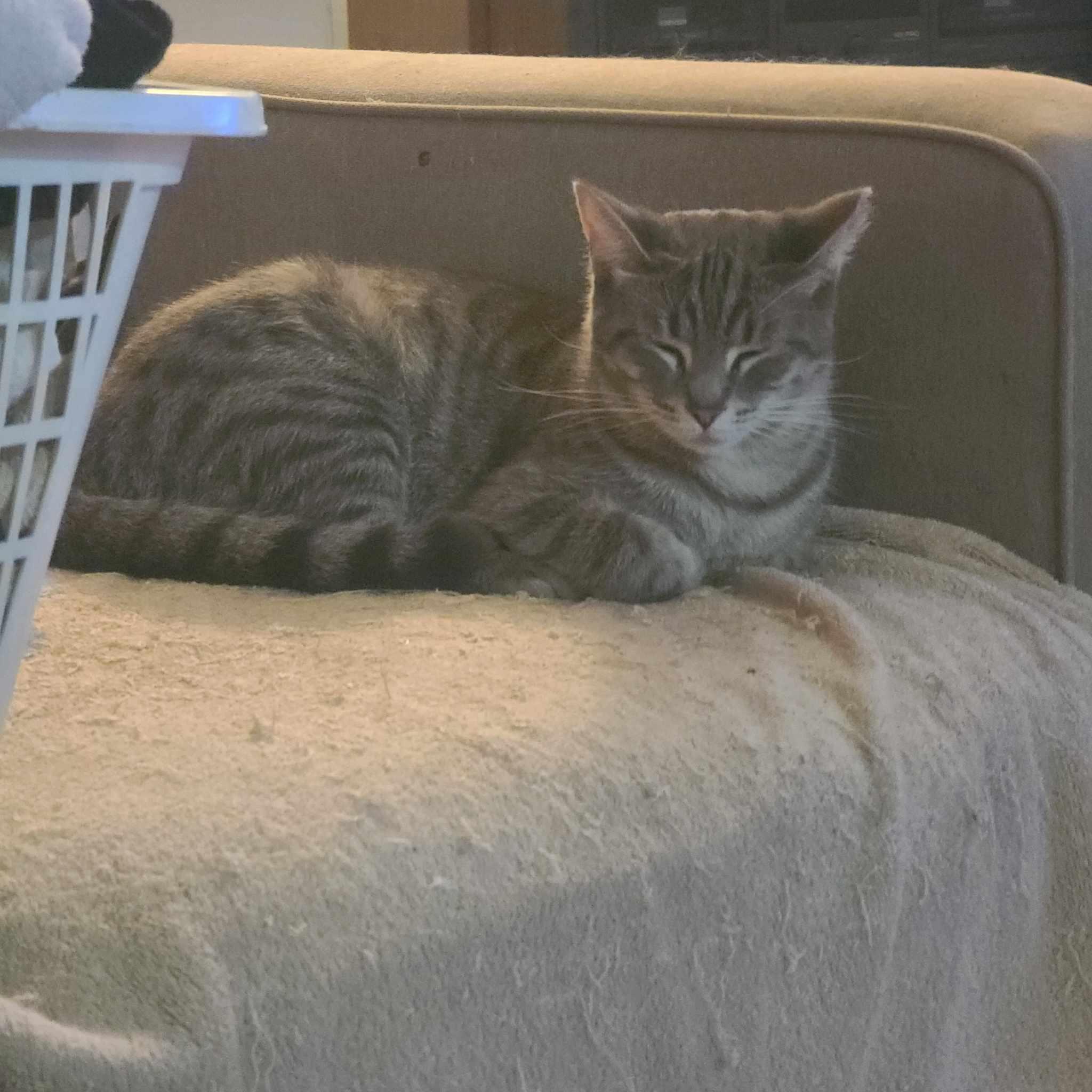 Gracie, a Adoptable mixed breed in Milford, MI image 4/4