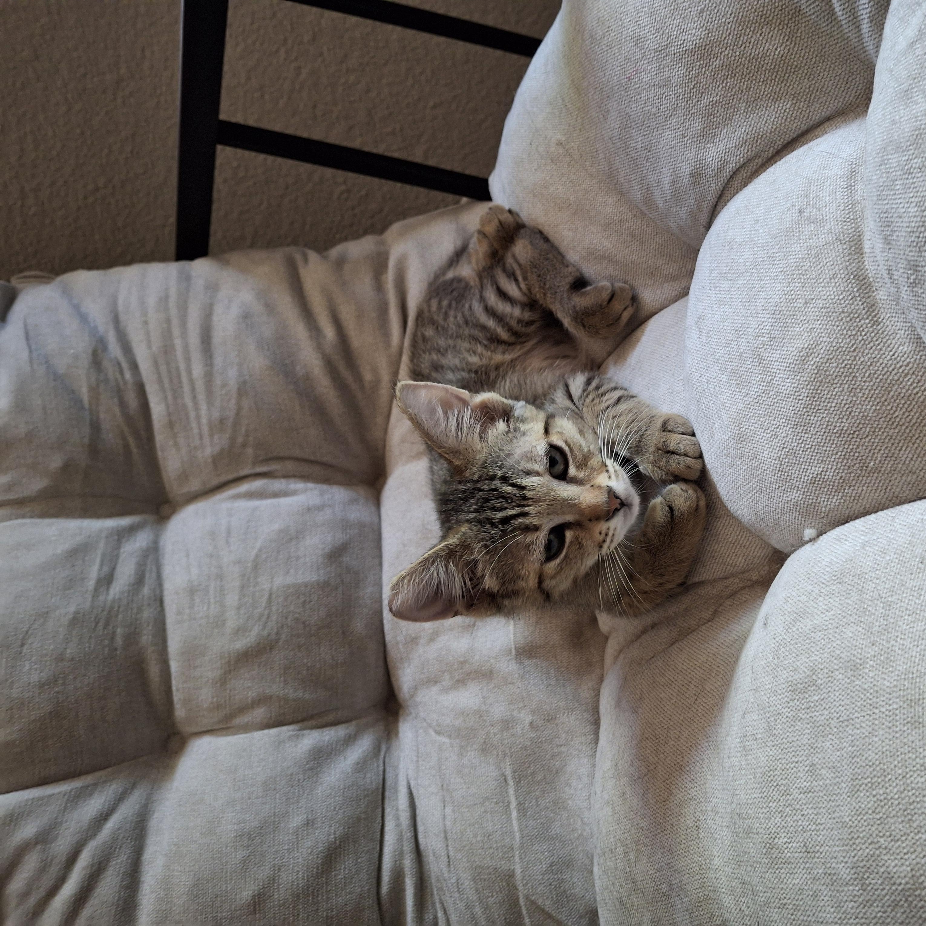 Den Den, ADOPTABLE, Kitten Male Domestic Short Hair.