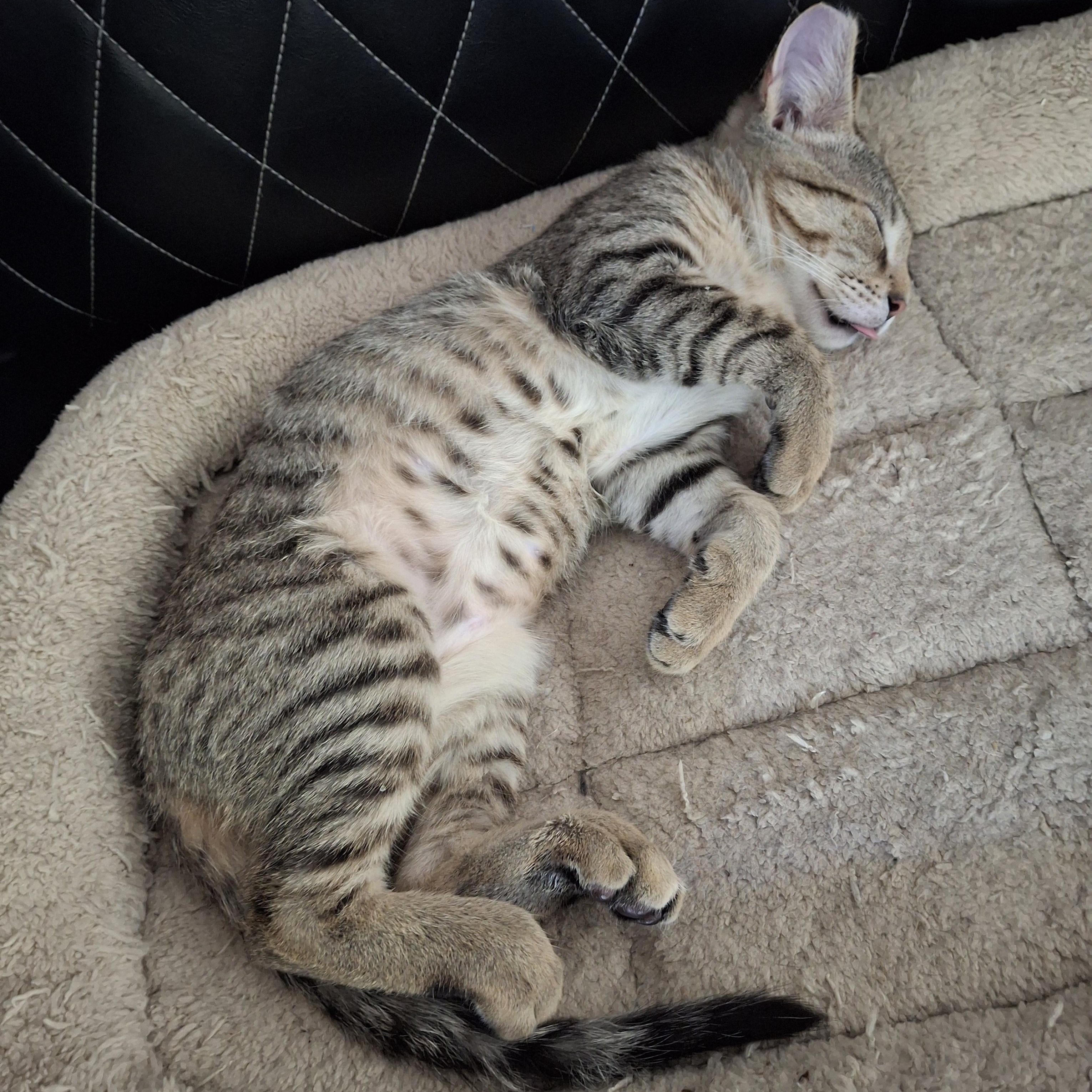 Den Den, a ADOPTABLE Domestic Short Hair in Elk Grove, CA image 4/4