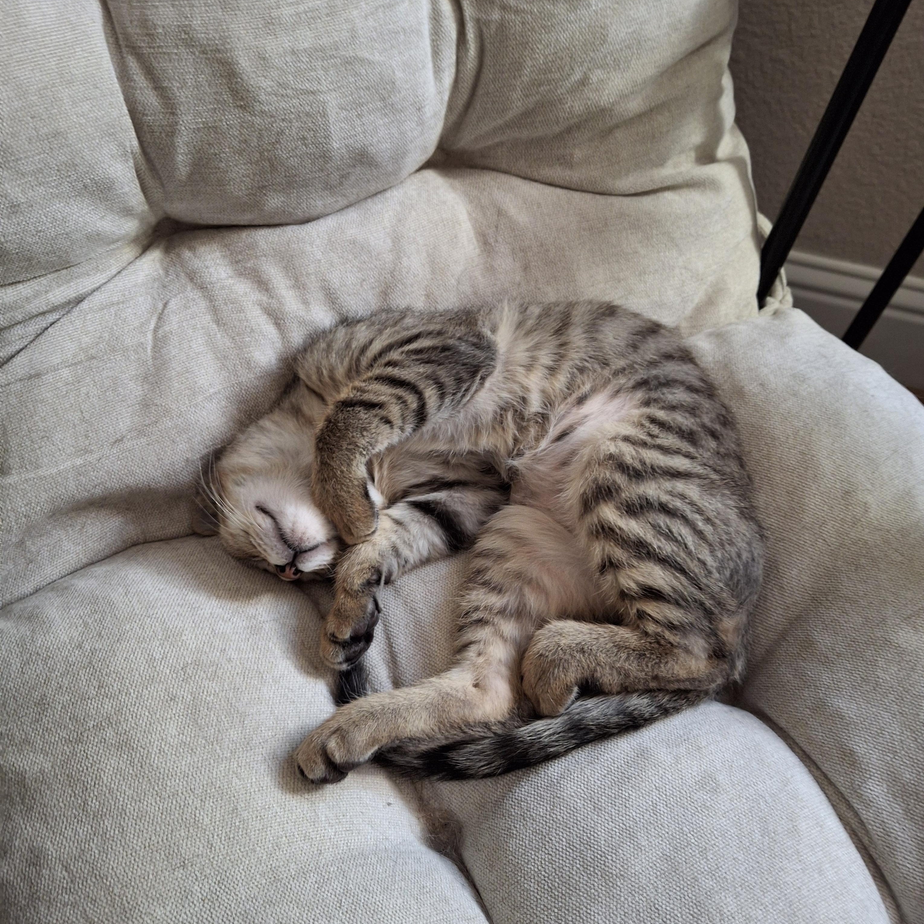 Den Den, a ADOPTABLE Domestic Short Hair in Elk Grove, CA image 3/4