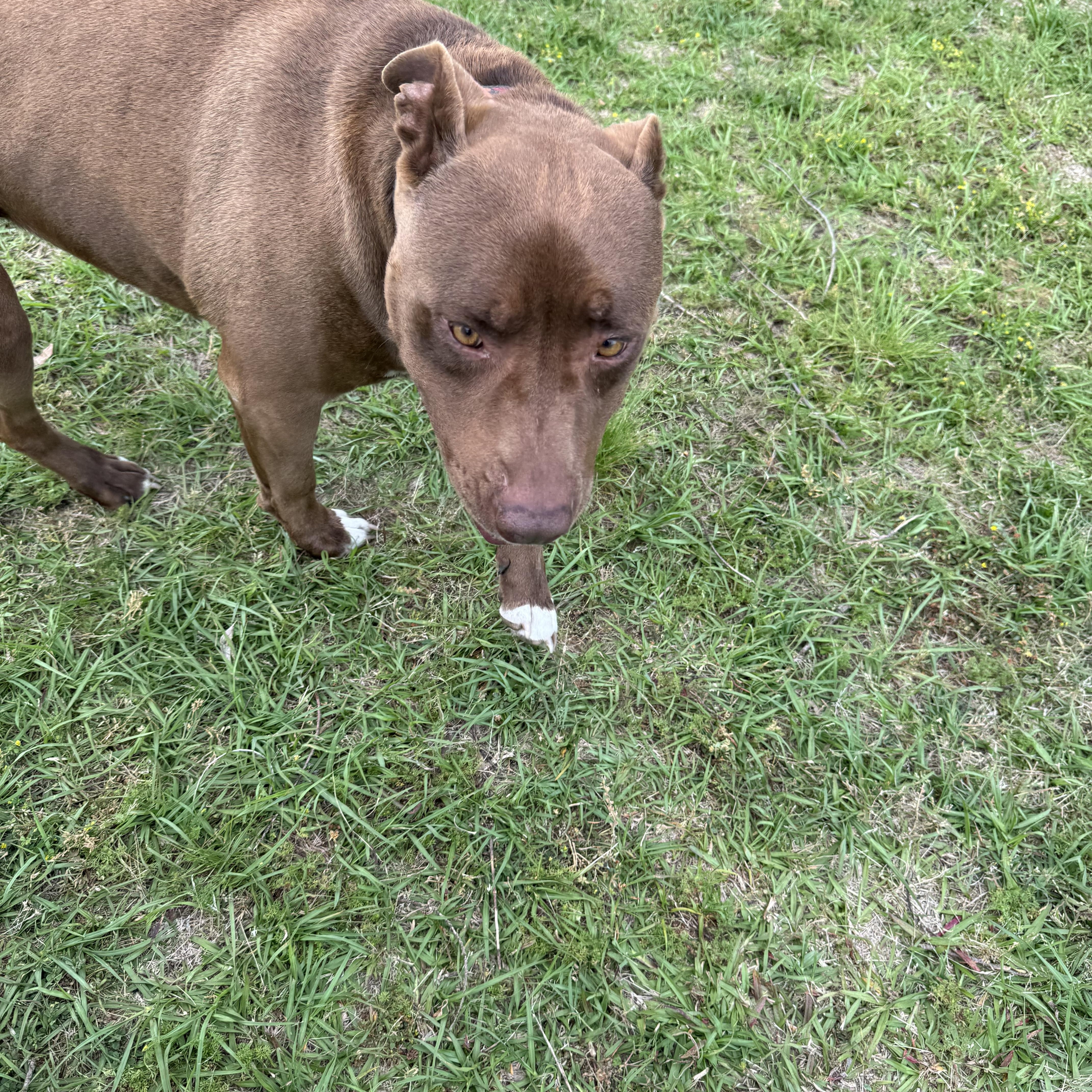 Enlarge Kurah, a Adopted mixed breed in Salem, AL image 3/3