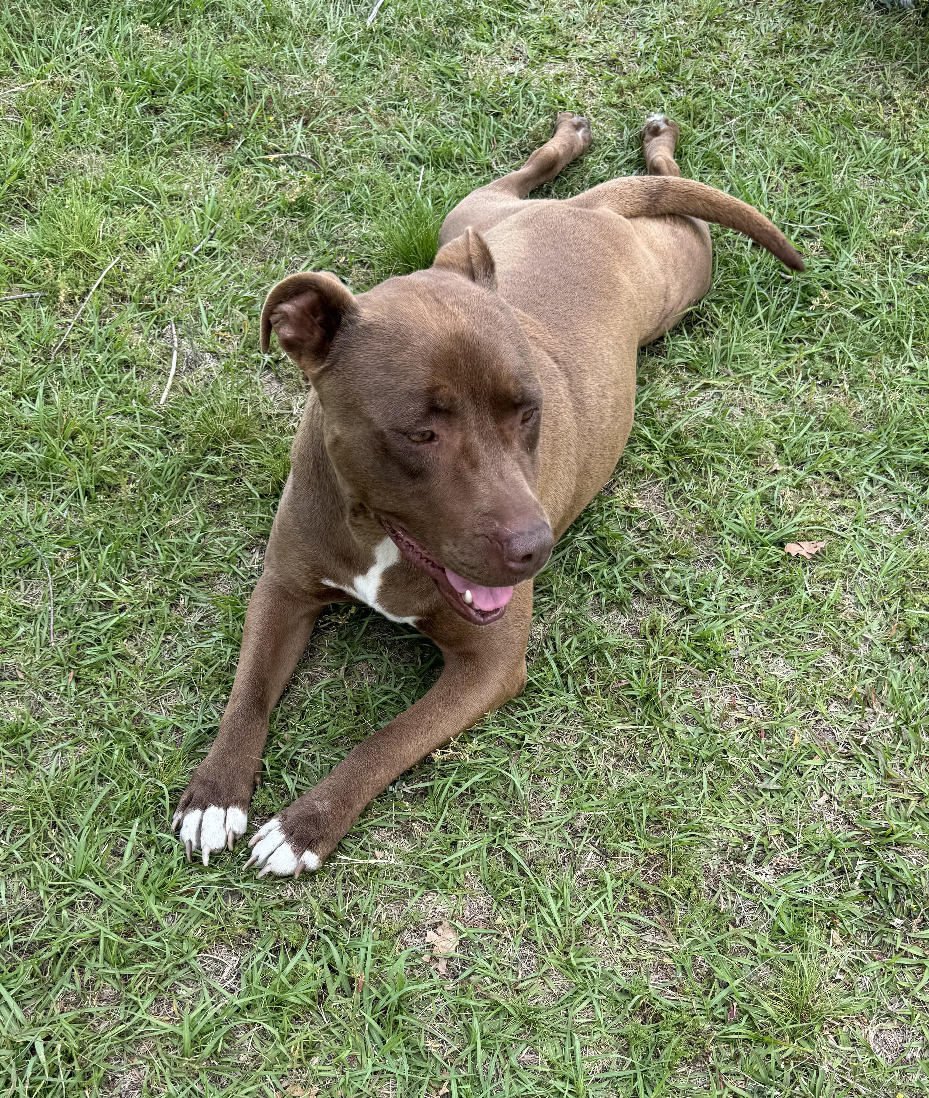 Enlarge Kurah, a Adopted mixed breed in Salem, AL image 1/3