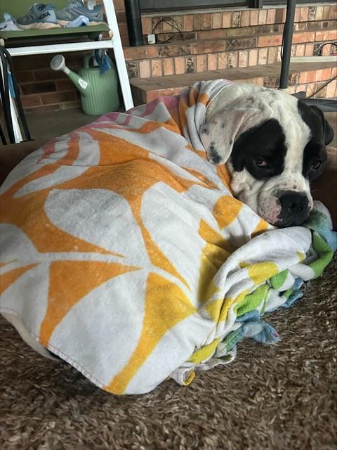 OTIS, Adoptable, Adult Male American Bulldog & Mixed Breed.