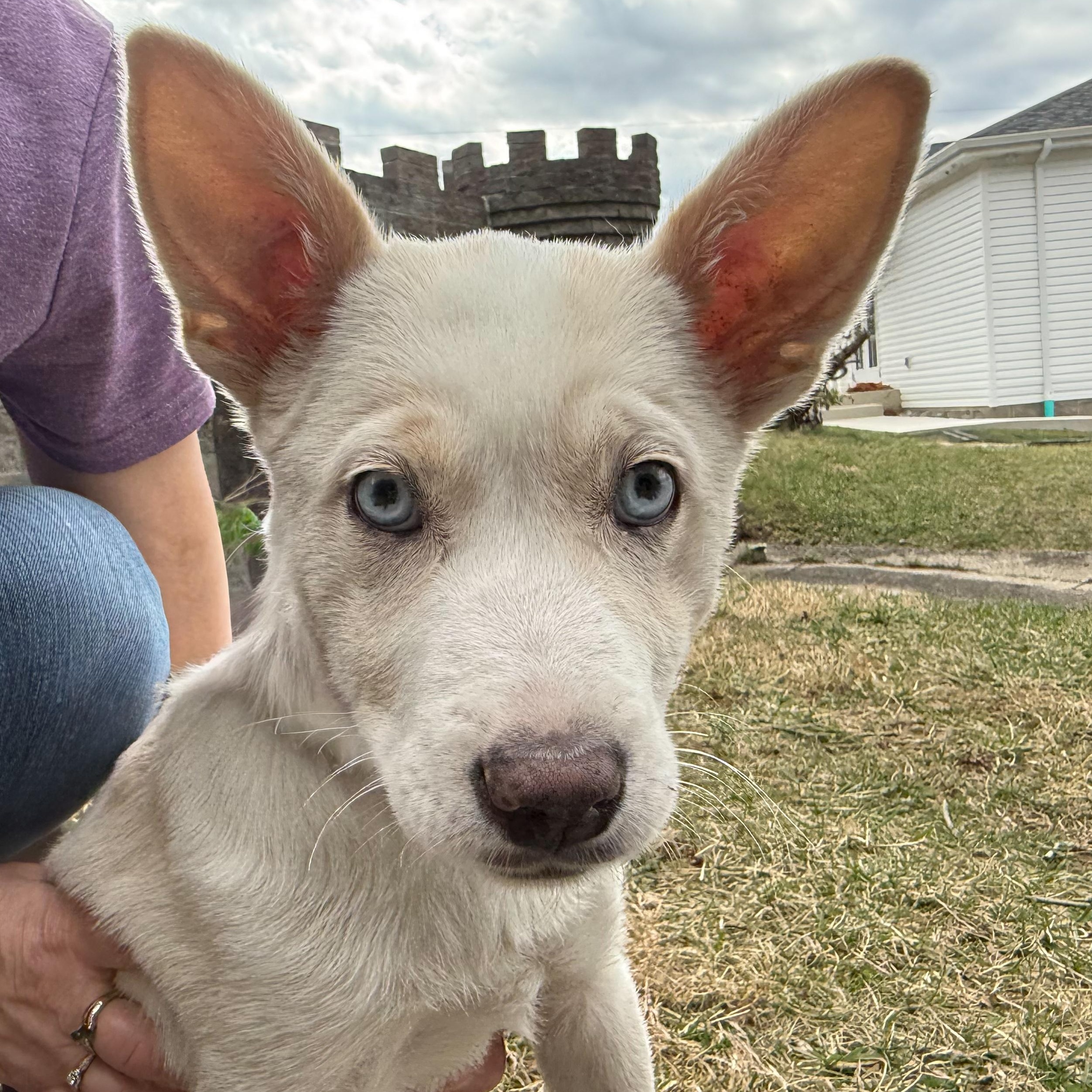 Winter, an adopted mixed breed in Latrobe, PA image 3/5