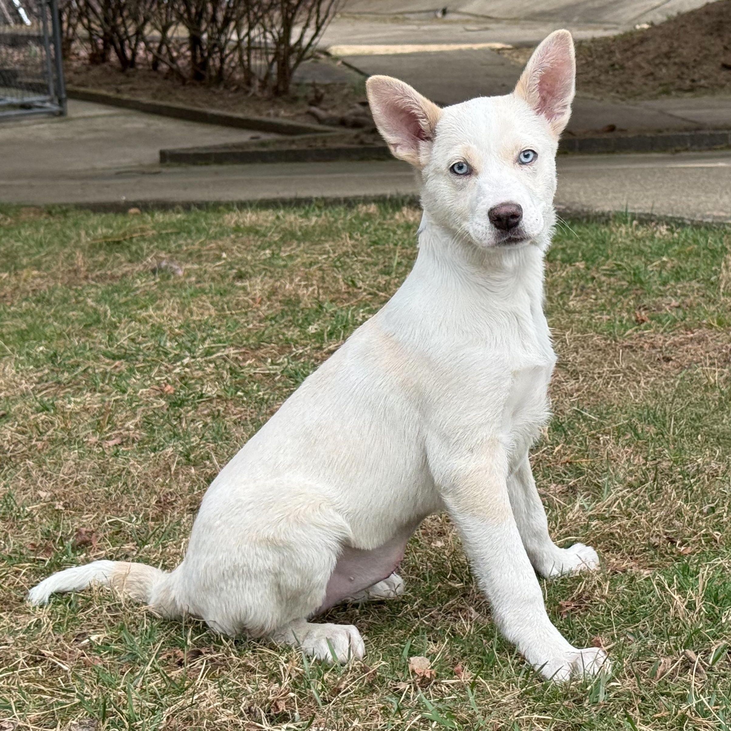 Winter, an adopted mixed breed in Latrobe, PA image 1/5