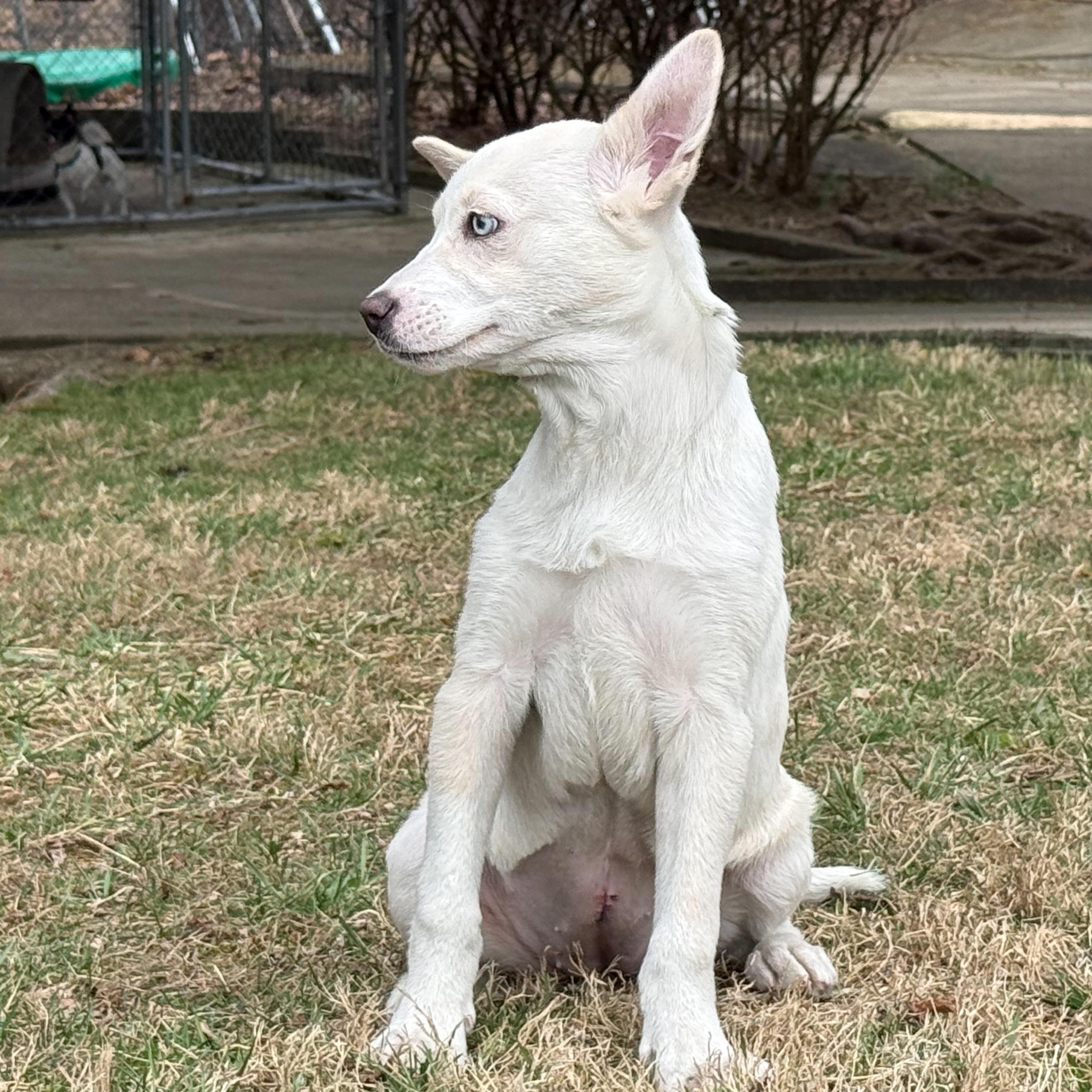 Winter, an adopted mixed breed in Latrobe, PA image 2/5